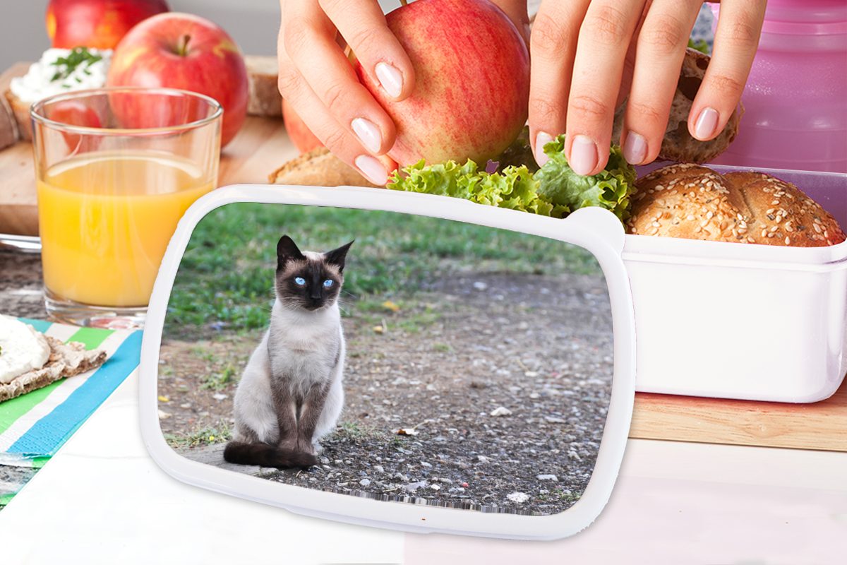 auf Mädchen für und Brotdose, und für Brotbox weiß Kinder sitzt Jungs einer (2-tlg), Lunchbox Erwachsene, MuchoWow Kunststoff, Katze Kröte, Siamesische