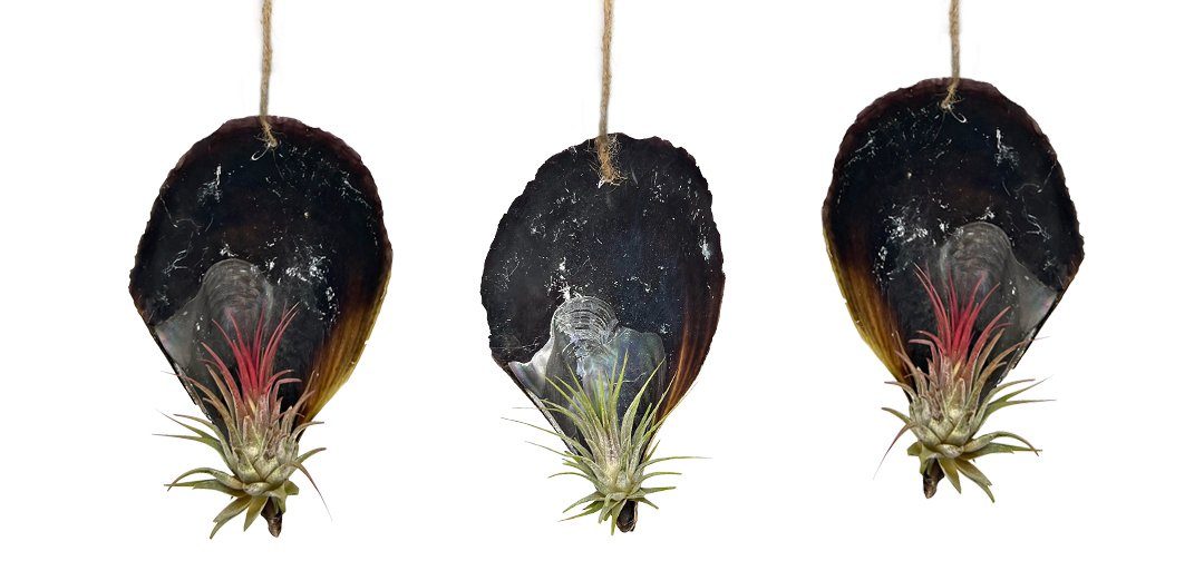 Hängedekoration 3er Set faszinierende Muschel in Kombination mit einer Tillandsia