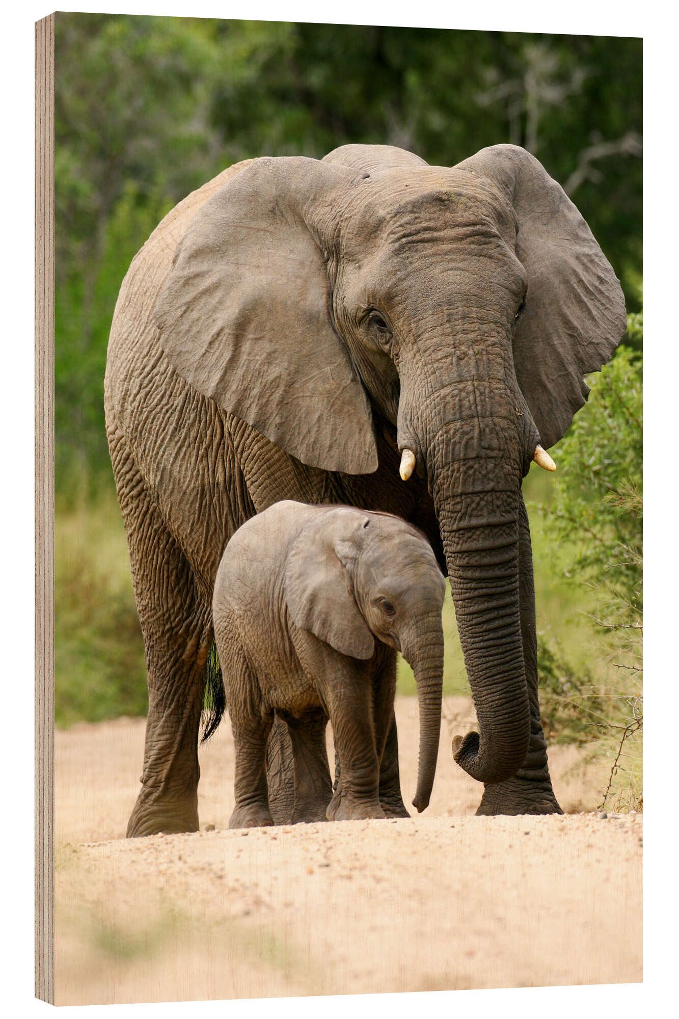 Posterlounge Wandbild Mutter und Kalb, Editors Choice, erhältlich als Poster, Leinwandbild, Wandsticker oder Acrylglasbild