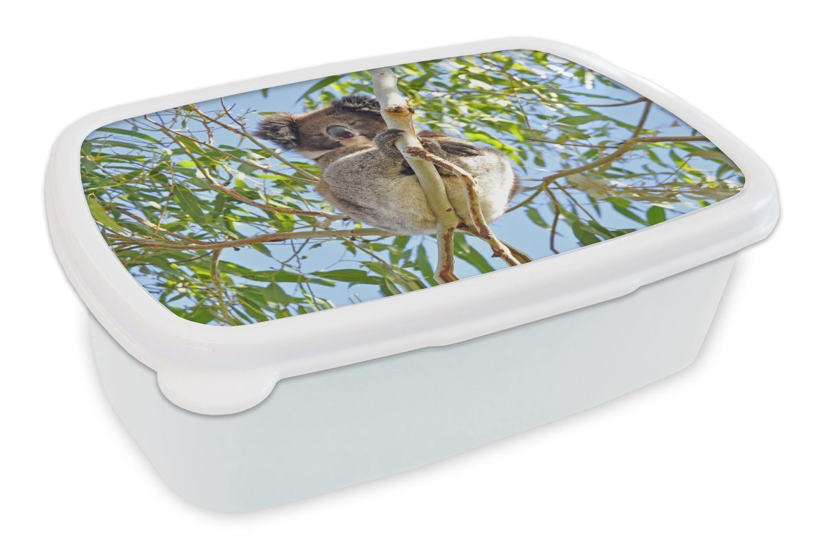 MuchoWow Lunchbox Koala - Luft - Zweige - Kinder - Jungen - Mädchen, Kunststoff, (2-tlg), Brotbox für Kinder und Erwachsene, Brotdose, für Jungs und Mädchen weiß