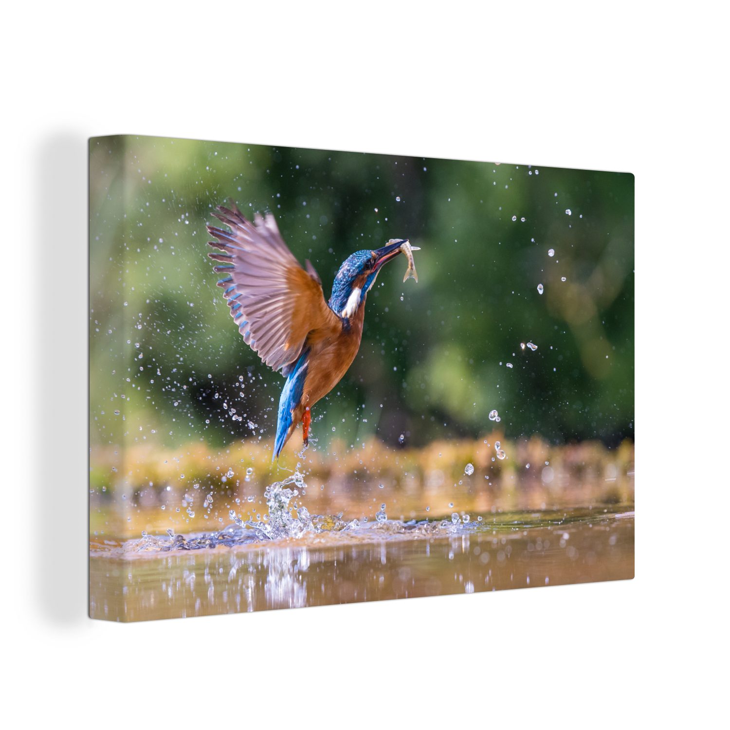 OneMillionCanvasses® Fisch (1 Wandbild Wanddeko, - Flügel, St), Leinwandbild - 30x20 Aufhängefertig, cm Eisvogel Leinwandbilder,