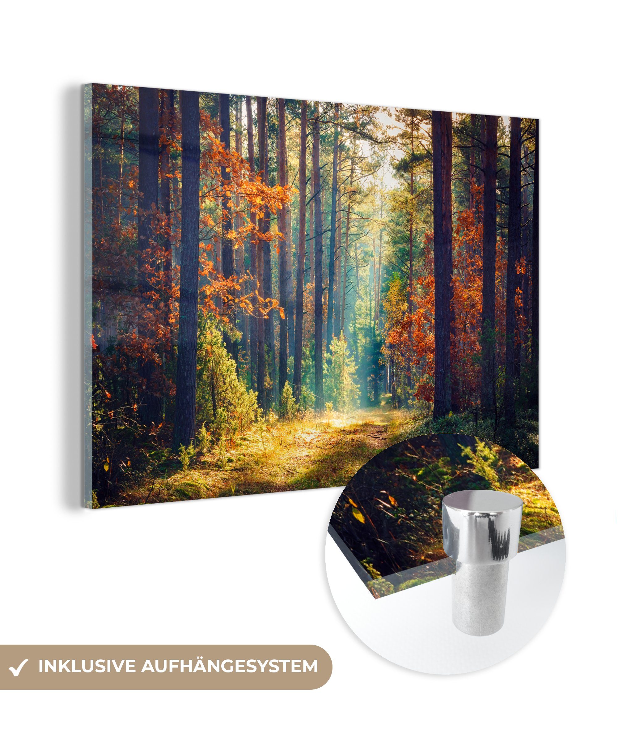 Acrylglasbild Wald - Sonne - Natur - Herbst