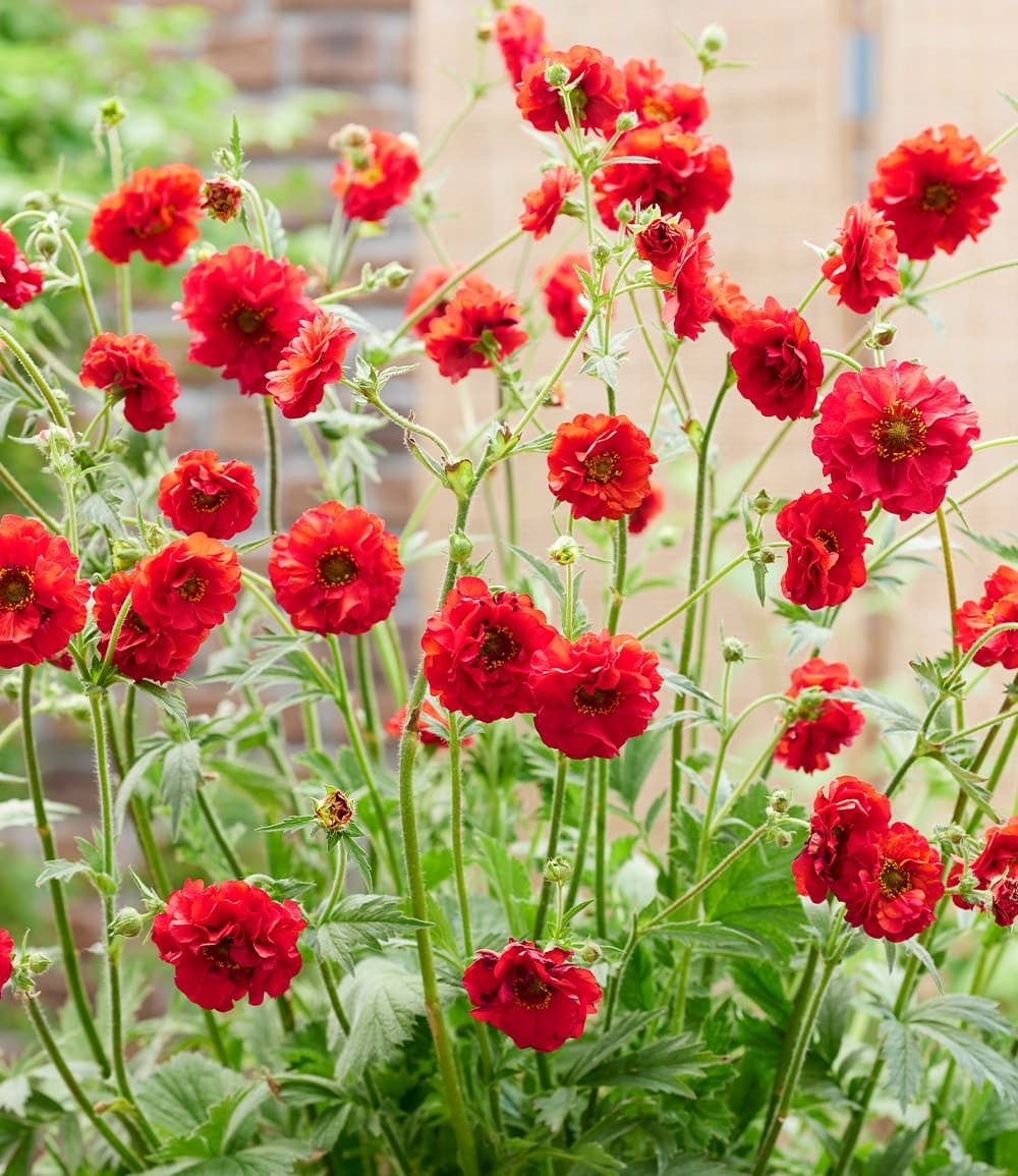 BALDUR Garten Staude Geum 'Firestarter®', 1 St., Blühstauden, winterhart, mehrjährig, pflegeleicht