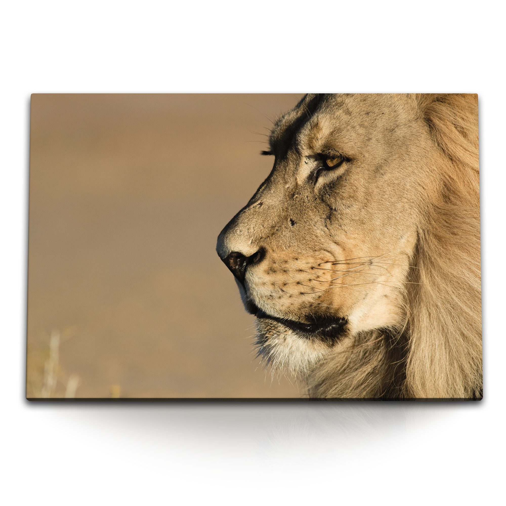 Leinwandbild 120x80cm Wandbild auf Leinwand Löwen Porträt Löwe Raubkatze Tierfotogr