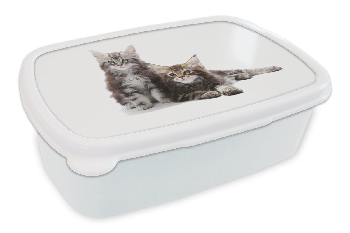 MuchoWow Lunchbox Zwei bezaubernde Maine Coon Kätzchen, Kunststoff, (2-tlg), Brotbox für Kinder und Erwachsene, Brotdose, für Jungs und Mädchen weiß | Lunchboxen
