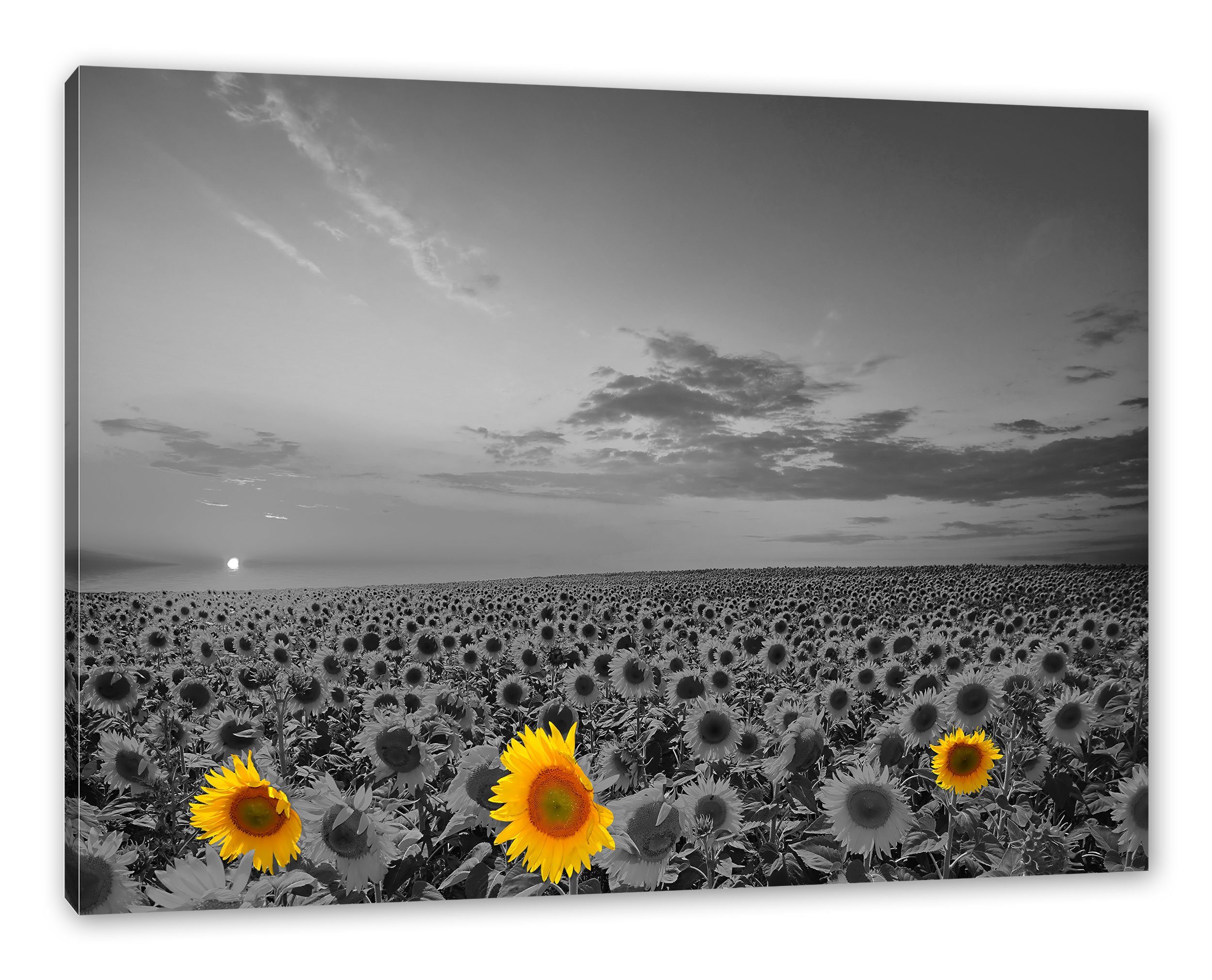 Pixxprint Leinwandbild schönes Sonnenblumenfeld, schönes Sonnenblumenfeld (1 St), Leinwandbild fertig bespannt, inkl. Zackenaufhänger