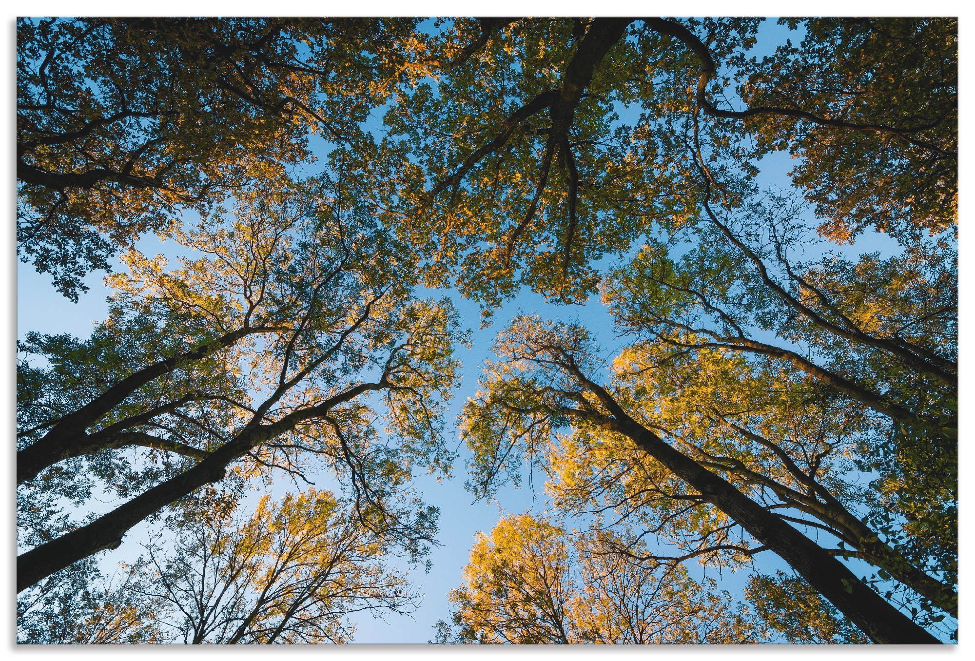 Poster Artland oder Alubild, Wandbild Wandaufkleber als Leinwandbild, St), Wald, in (1 Herbst versch. Bäume im Größen