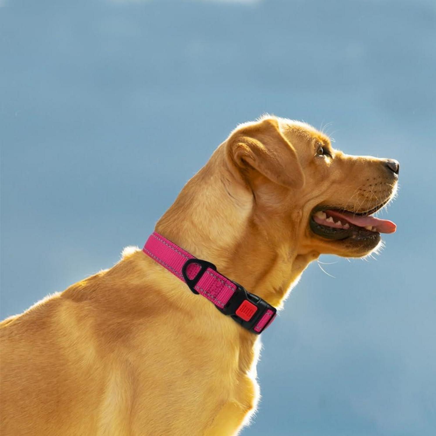 LuxusKollektion Hunde-Halsband Hundehalsband Neopren Gepolstert L Hot Pink