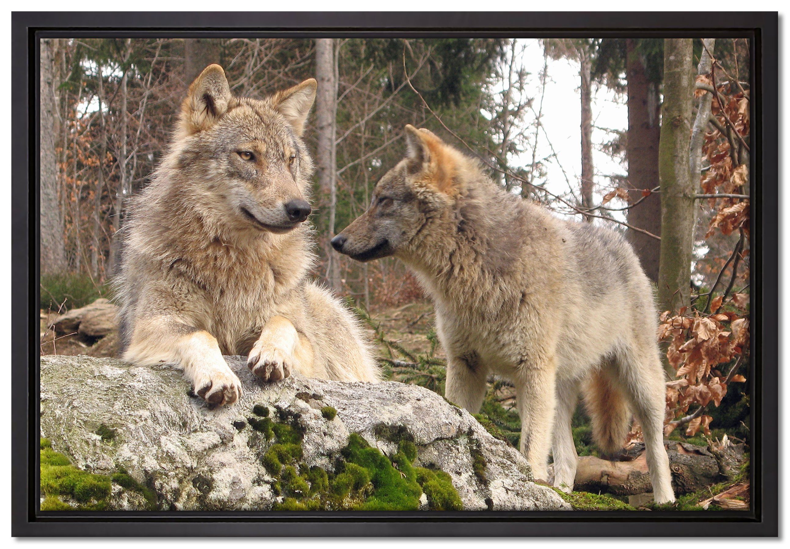 Pixxprint Leinwandbild Wölfe im Wald, Wanddekoration (1 St), Leinwandbild fertig bespannt, in einem Schattenfugen-Bilderrahmen gefasst, inkl. Zackenaufhänger