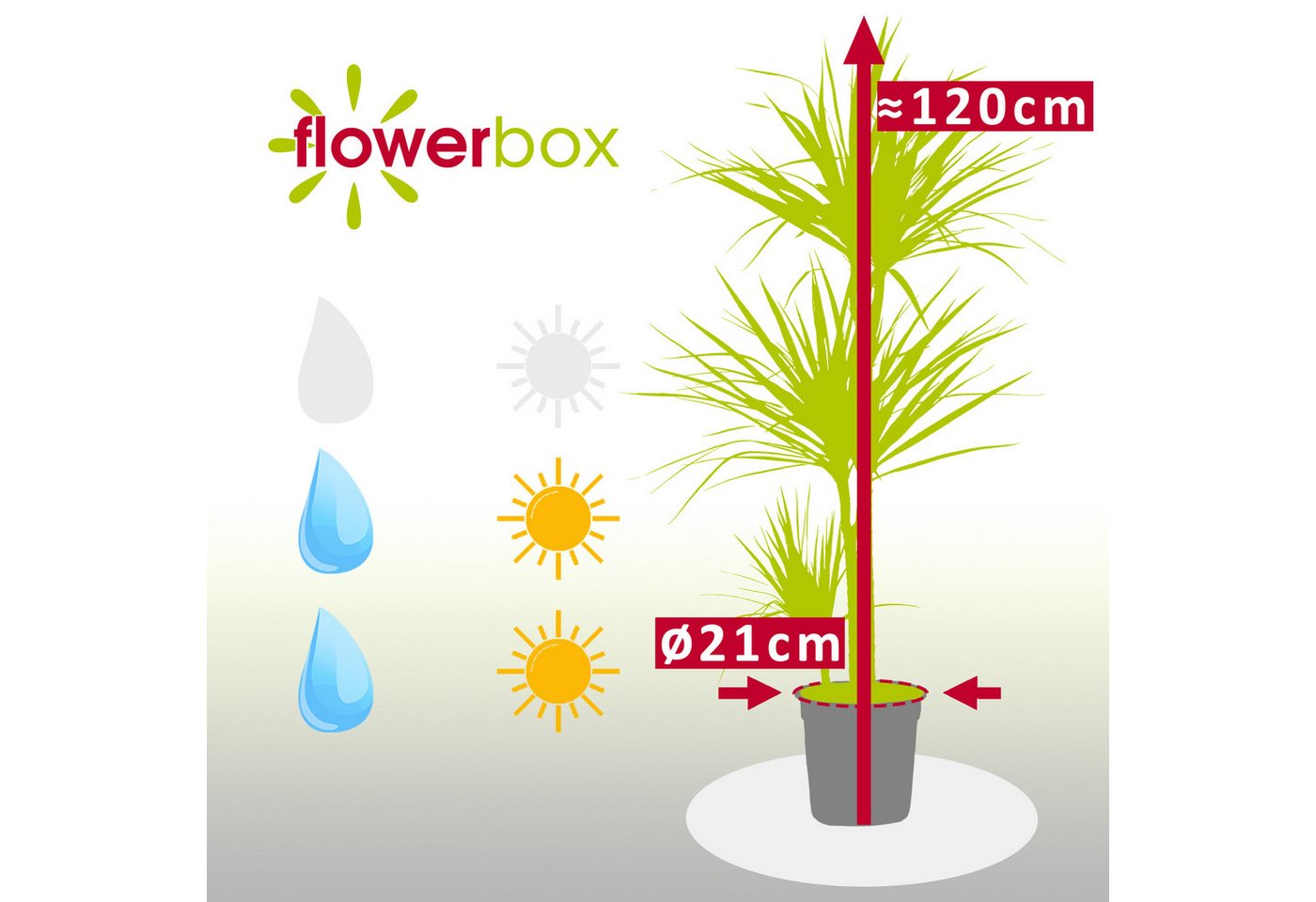 Thumbnail - Flowerbox Zimmerpflanze Gerandeter Drachenbaum - Dracaena marginata, pflegeleicht - Höhe ca. 120 cm, Topf-Ø 21 cm