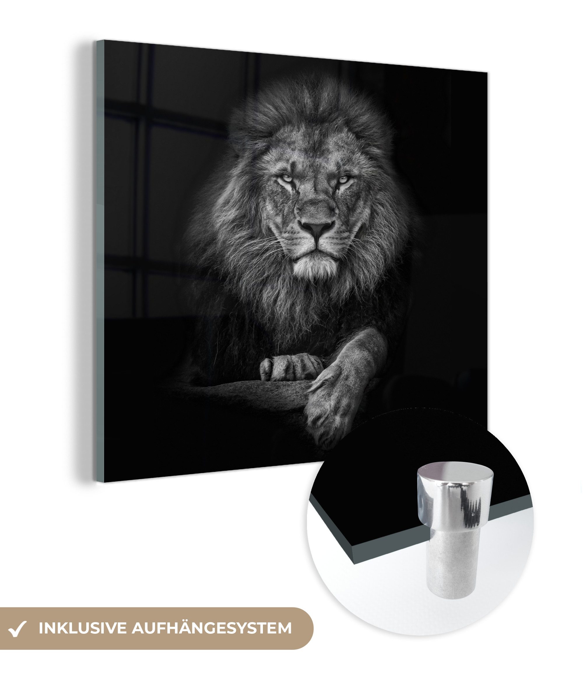 Acrylglasbild Löwe - Tiere - Schwarz - Weiß