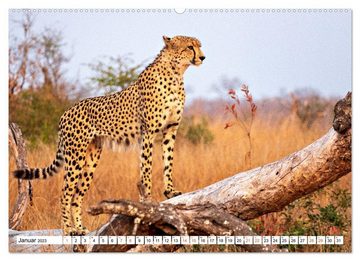CALVENDO Wandkalender Südafrikas wilde Katzen (Premium, hochwertiger DIN A2 Wandkalender 2023, Kunstdruck in Hochglanz)