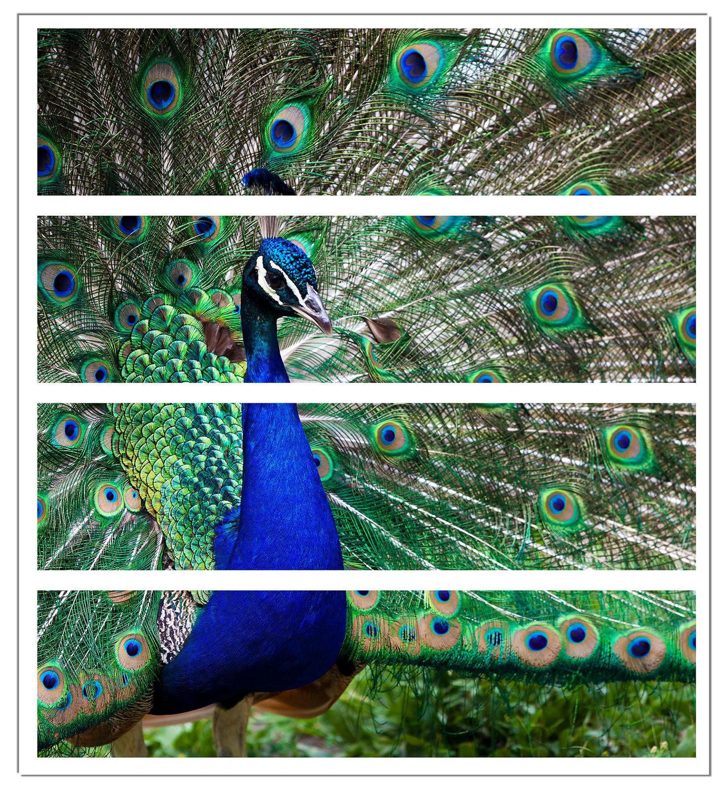Wallario Möbelfolie Farbenprächtiger Pfau