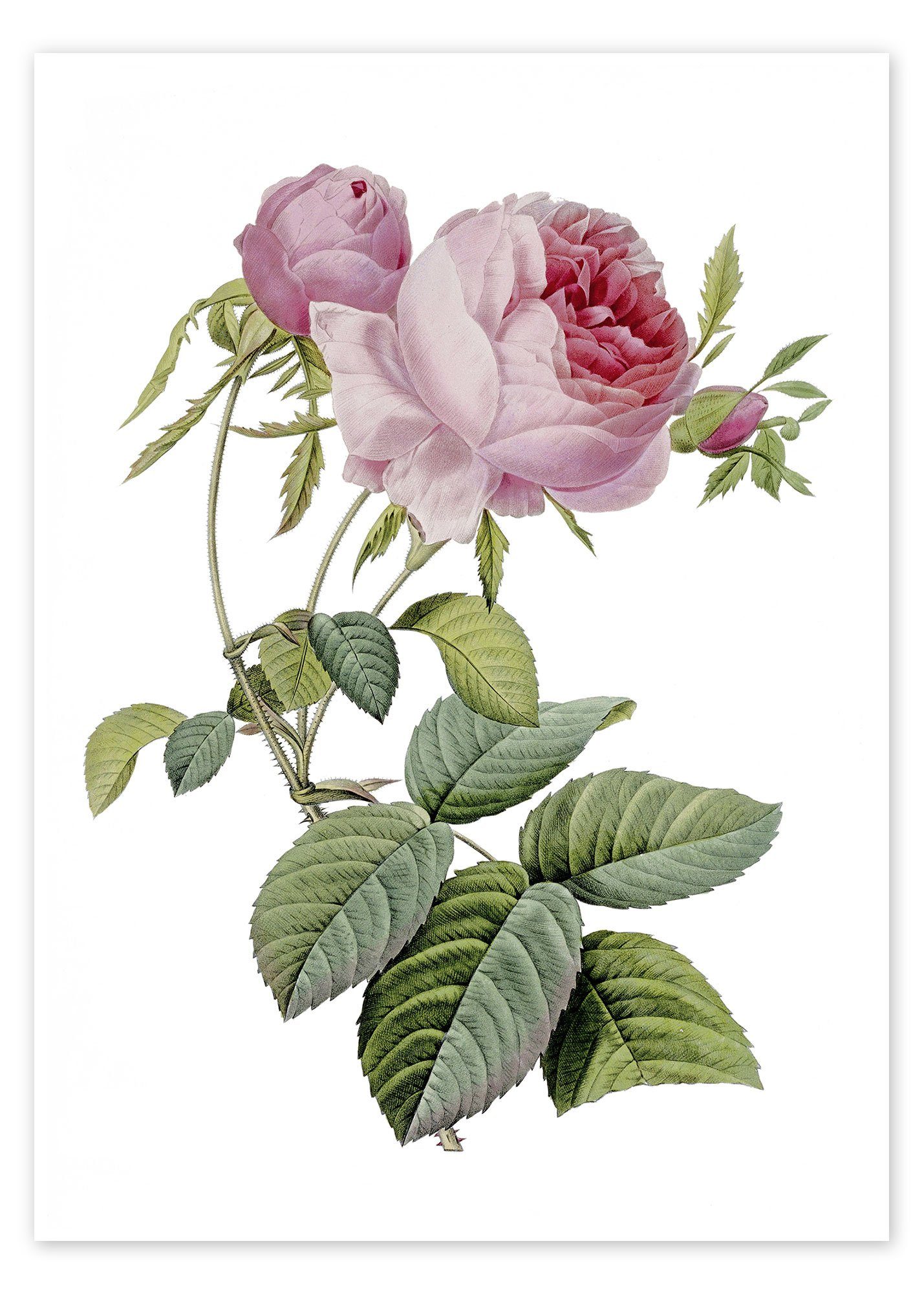 Posterlounge Poster Pierre Joseph Redouté, Rose, Landhausstil Malerei