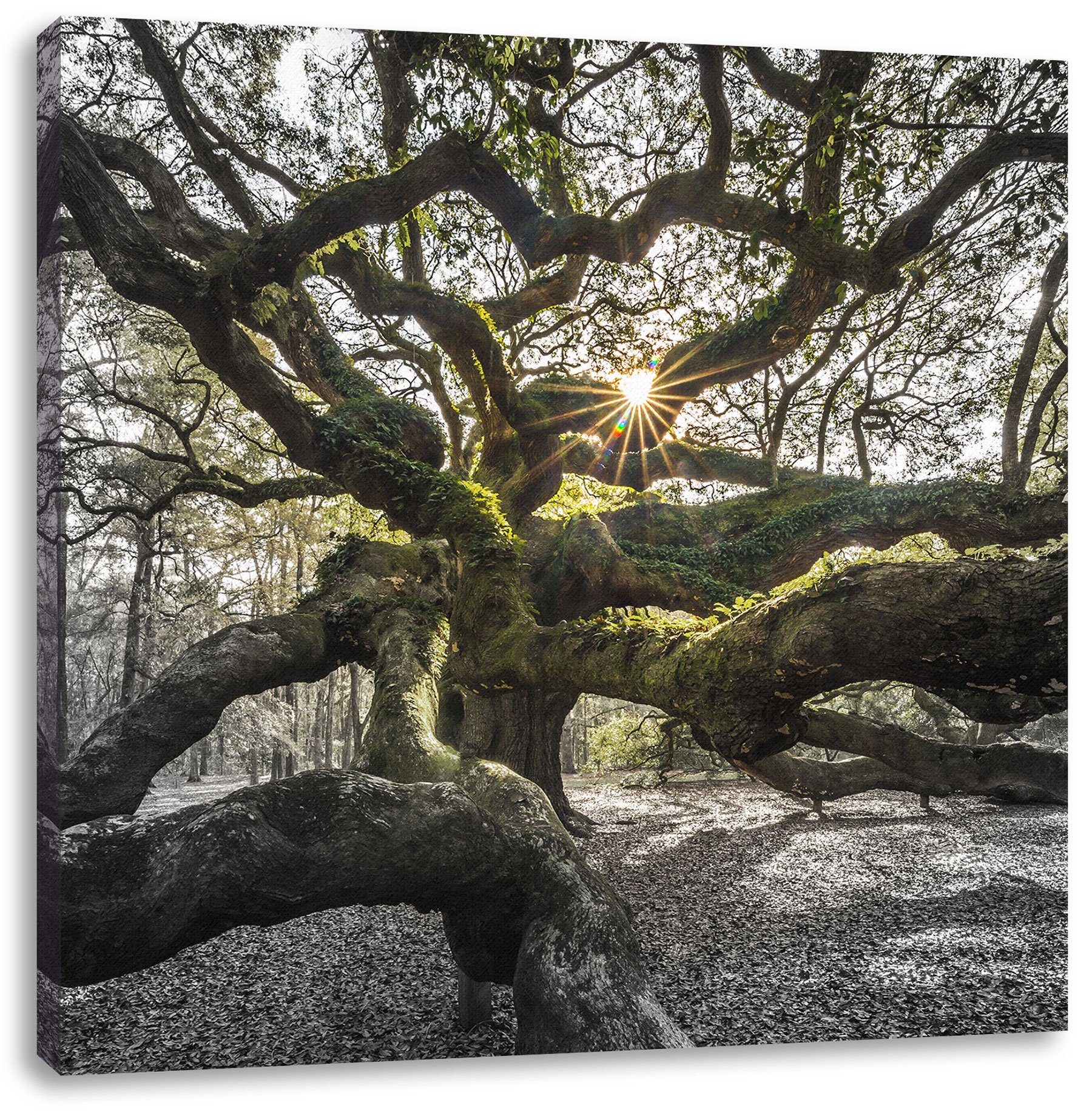 Pixxprint Leinwandbild gigantisch verzweigter Baum, gigantisch verzweigter Baum (1 St), Leinwandbild fertig bespannt, inkl. Zackenaufhänger