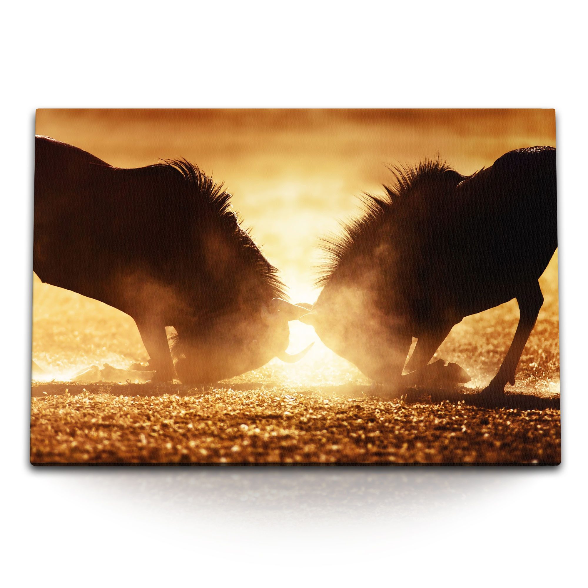 Leinwandbild 120x80cm Wandbild auf Leinwand Afrika Wildnis Gnus Bullenkampf Tierfot