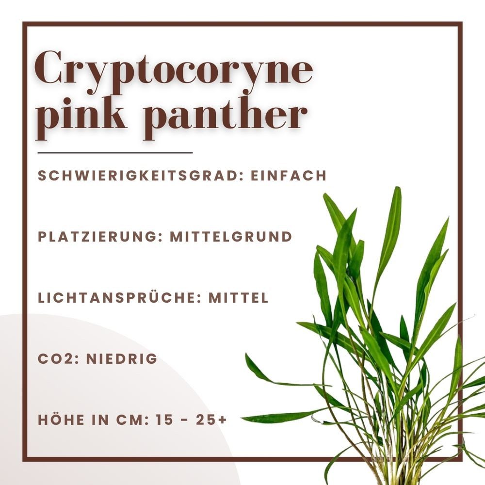 Aquaone Wasserpflanze Aquarium Pflanze Cryptocoryne pink panther Topf Nr.30 günstig online kaufen