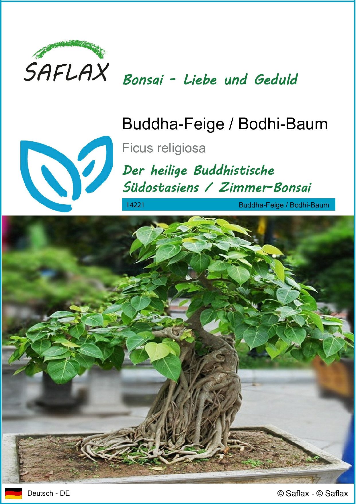 Blumensamen SAFLAX - Samen - Buddha-Feige / Bodhi-Baum