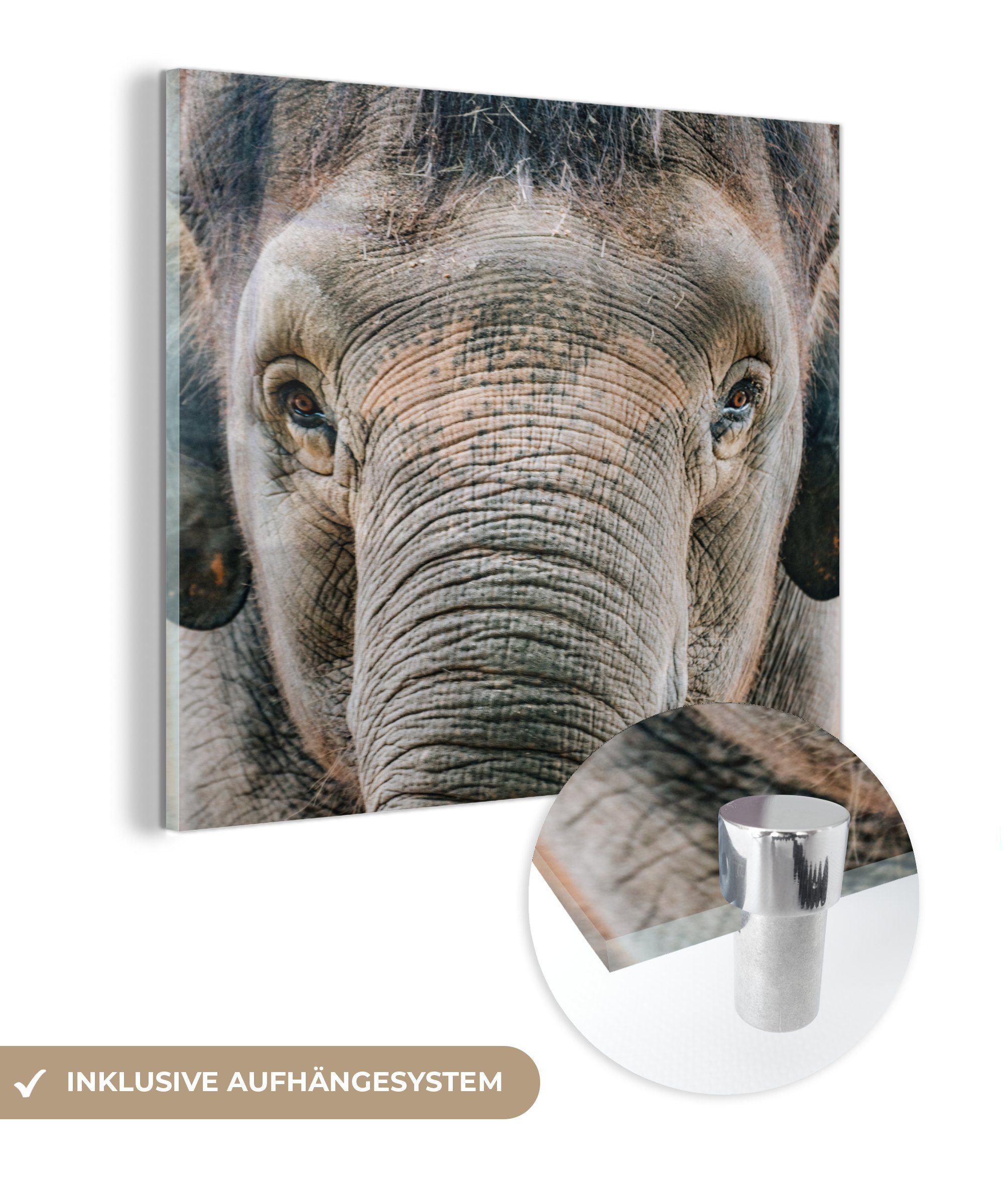 Wandbild auf Glas Acrylglasbild MuchoWow - St), - - Bilder Porträt Elefant - Tiere - Glasbilder - (1 Glas auf Foto Wanddekoration Grau,