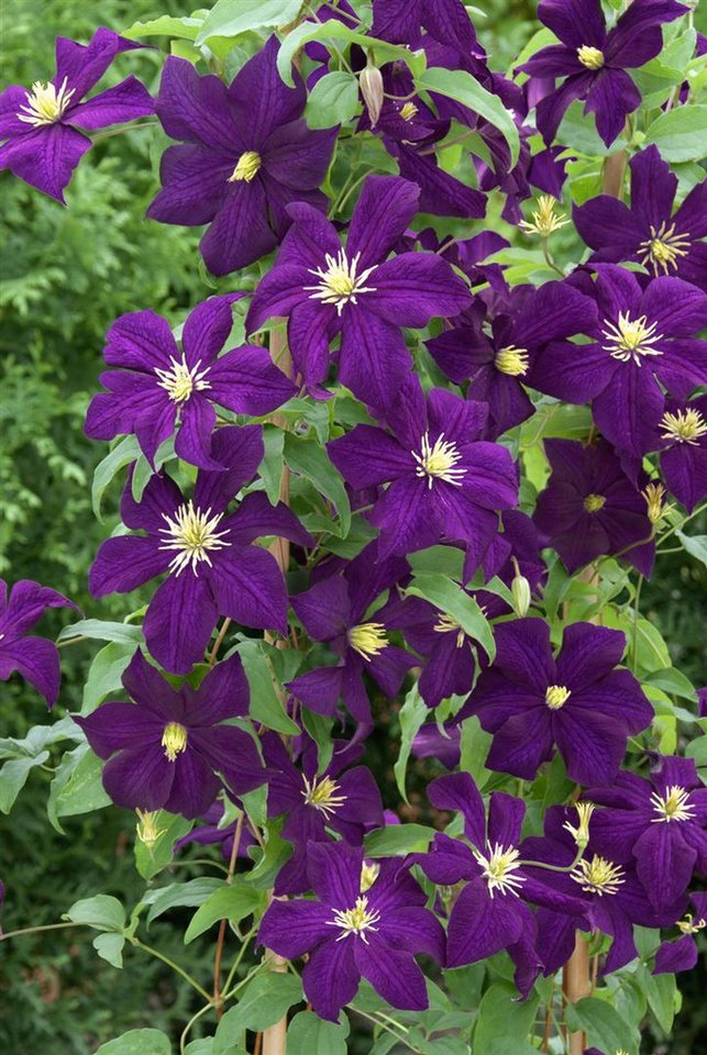 Pflanzen für Dich Kletterpflanze Clematis viticella Viola, 1 St., Italienische Waldrebe, violettblühend, kletterpflanze