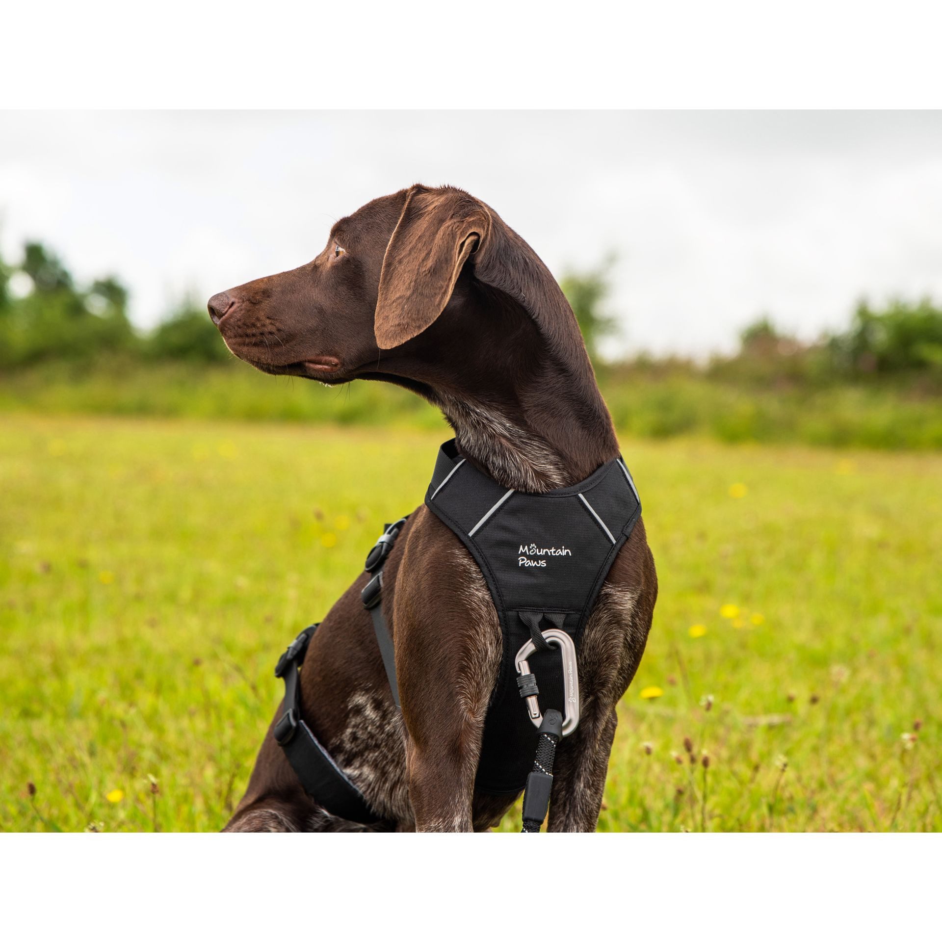 Mountain Paws Hunde-Halsband Mountain Paws Geschirr 'Harness' - L, Mountain Paws Geschirr 'Harness' - L