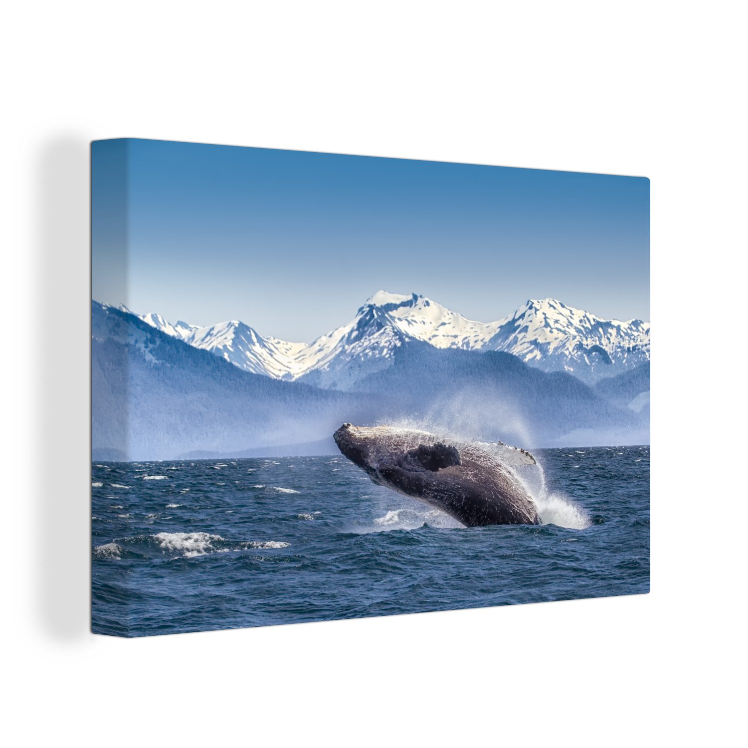 OneMillionCanvasses® Leinwandbild Ein Buckelwal im Meer, der sich aus dem Wasser erhebt, (1 St), Wandbild Leinwandbilder, Aufhängefertig, Wanddeko, 30x20 cm