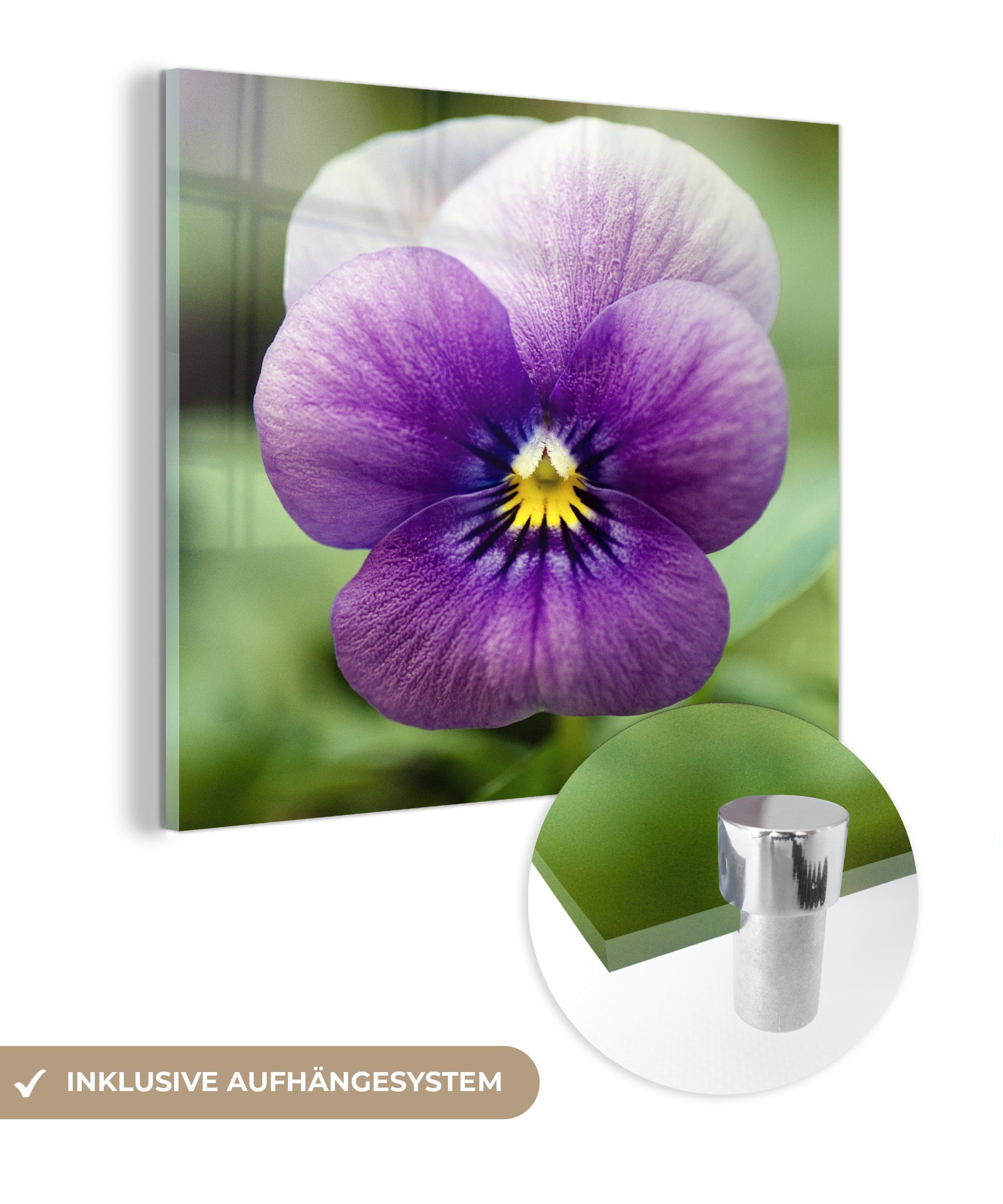 MuchoWow Acrylglasbild Purpurviolett auf verblasstem Hintergrund, (1 St), Glasbilder - Bilder auf Glas Wandbild - Foto auf Glas - Wanddekoration