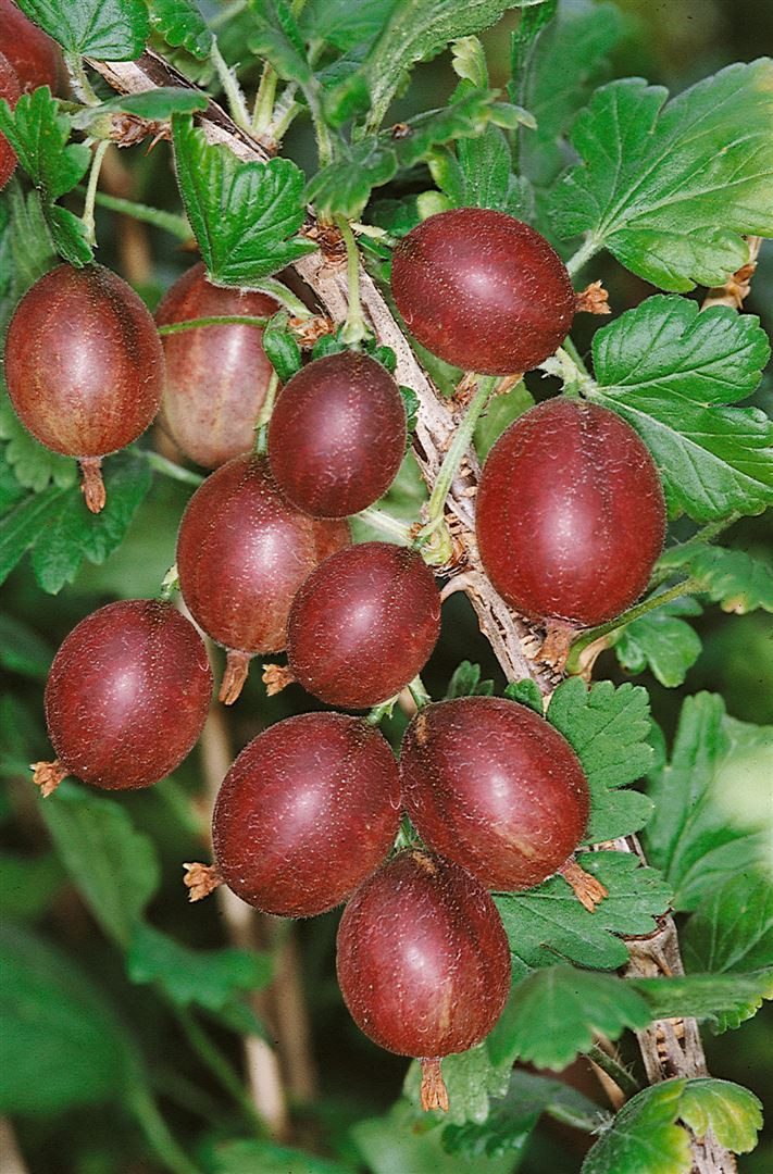 Pflanzen für Dich Obstpflanze Ribes uva-crispa Captivator, 1 St., Stachelbeere, Gartenstachelbeere, dornlos, rotfrüchtig