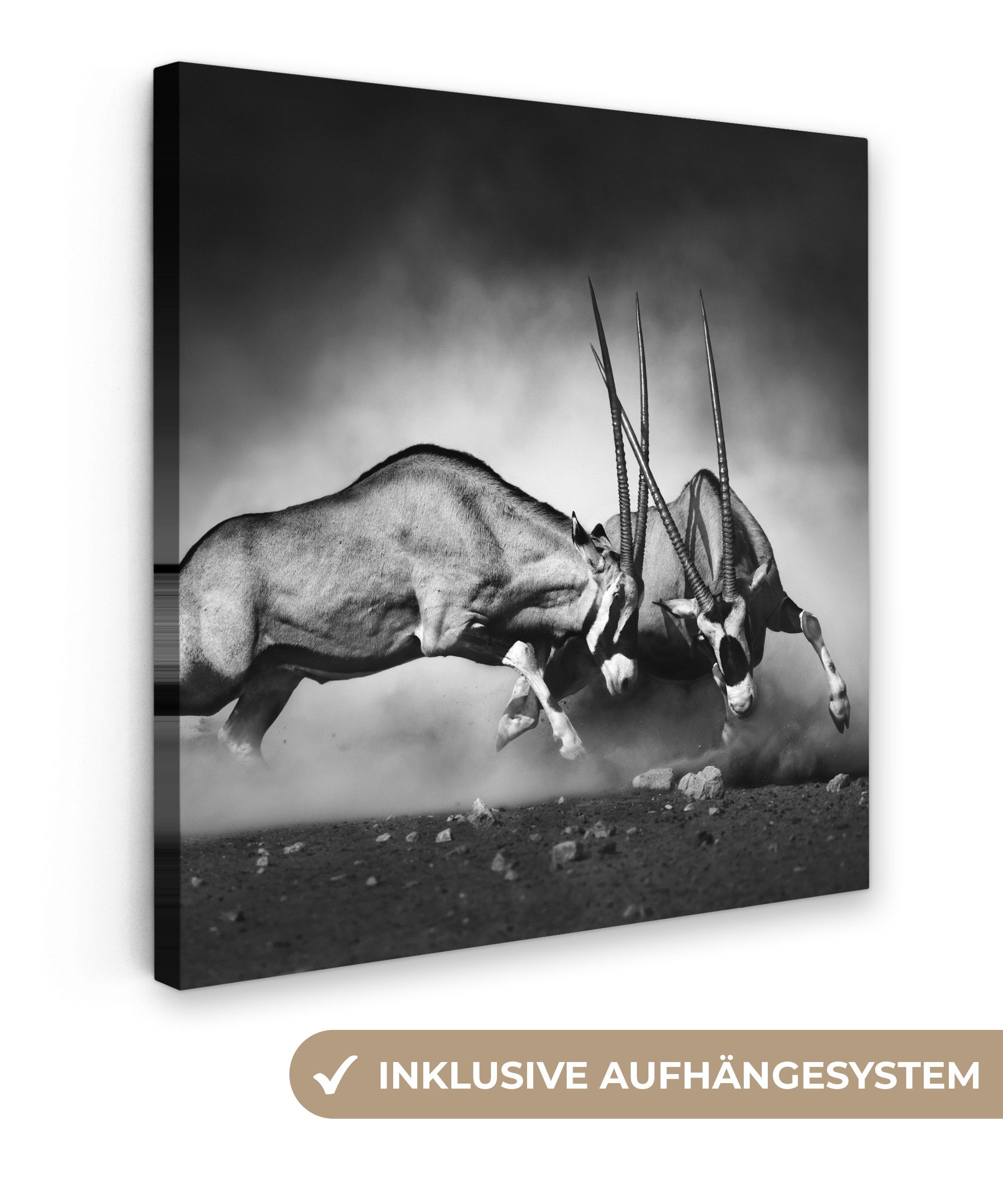 OneMillionCanvasses® Leinwandbild Antilope - Schwarz und günstig online kaufen