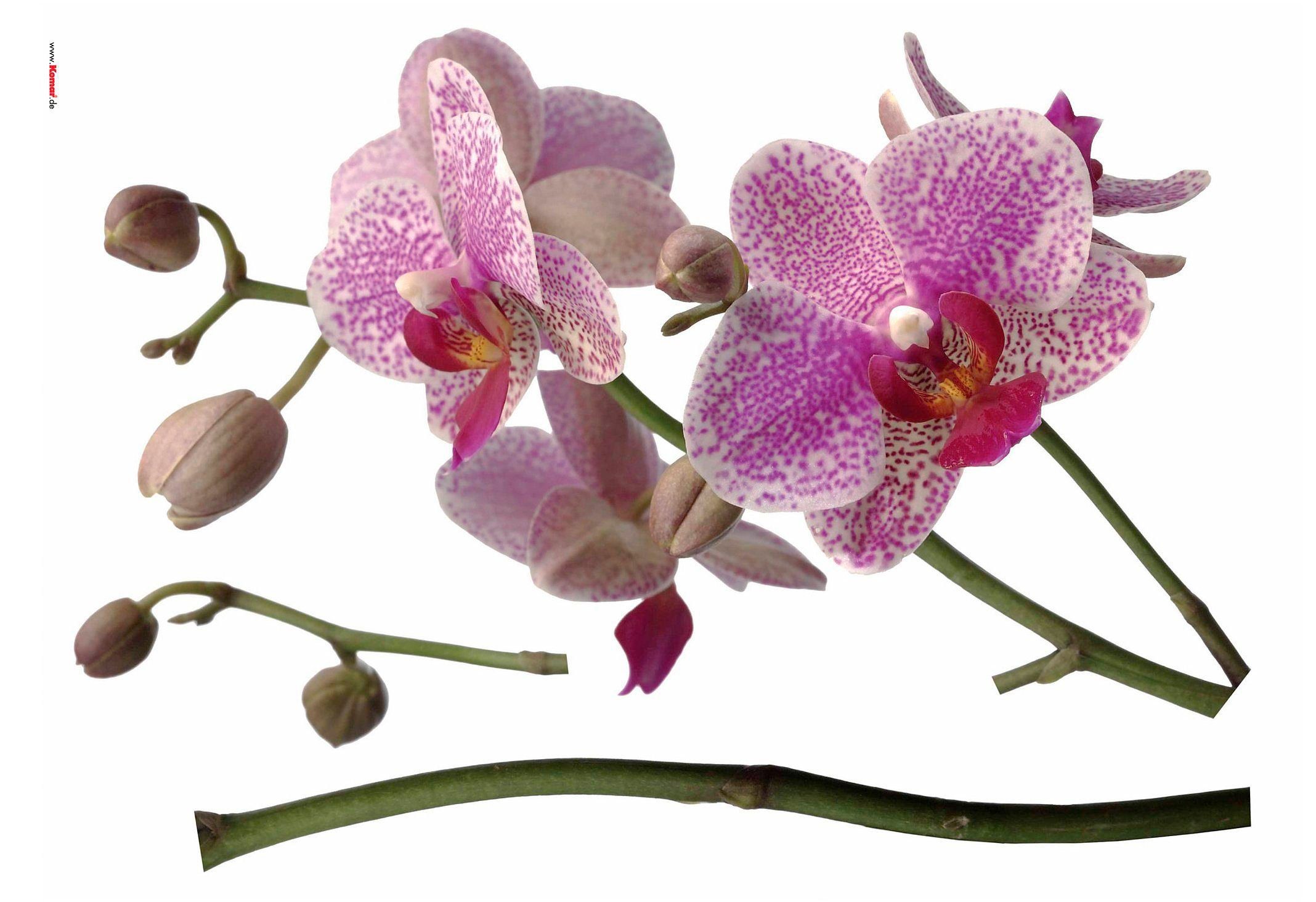 Komar Wandtattoo Orchidee - Größe 100 x 70 cm, selbstklebend, Wandsticker