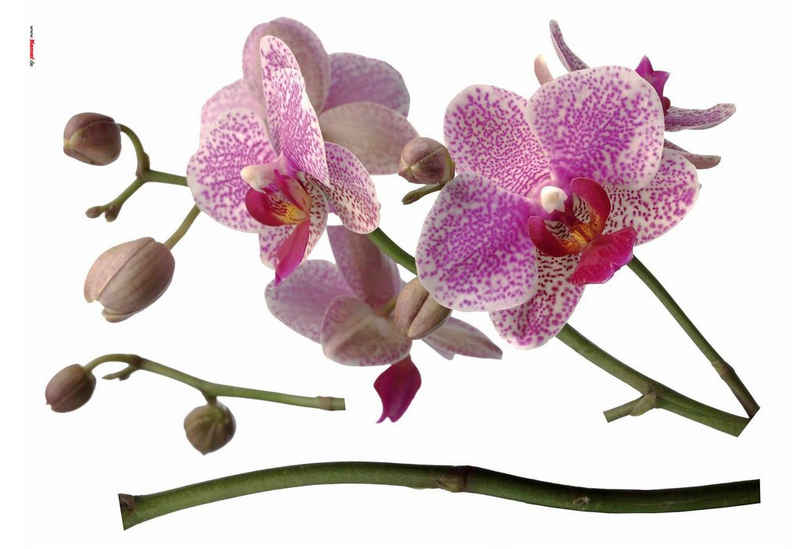 Komar Wandtattoo Orchidee, 100x70 cm (Breite x Höhe), selbstklebendes Wandtattoo