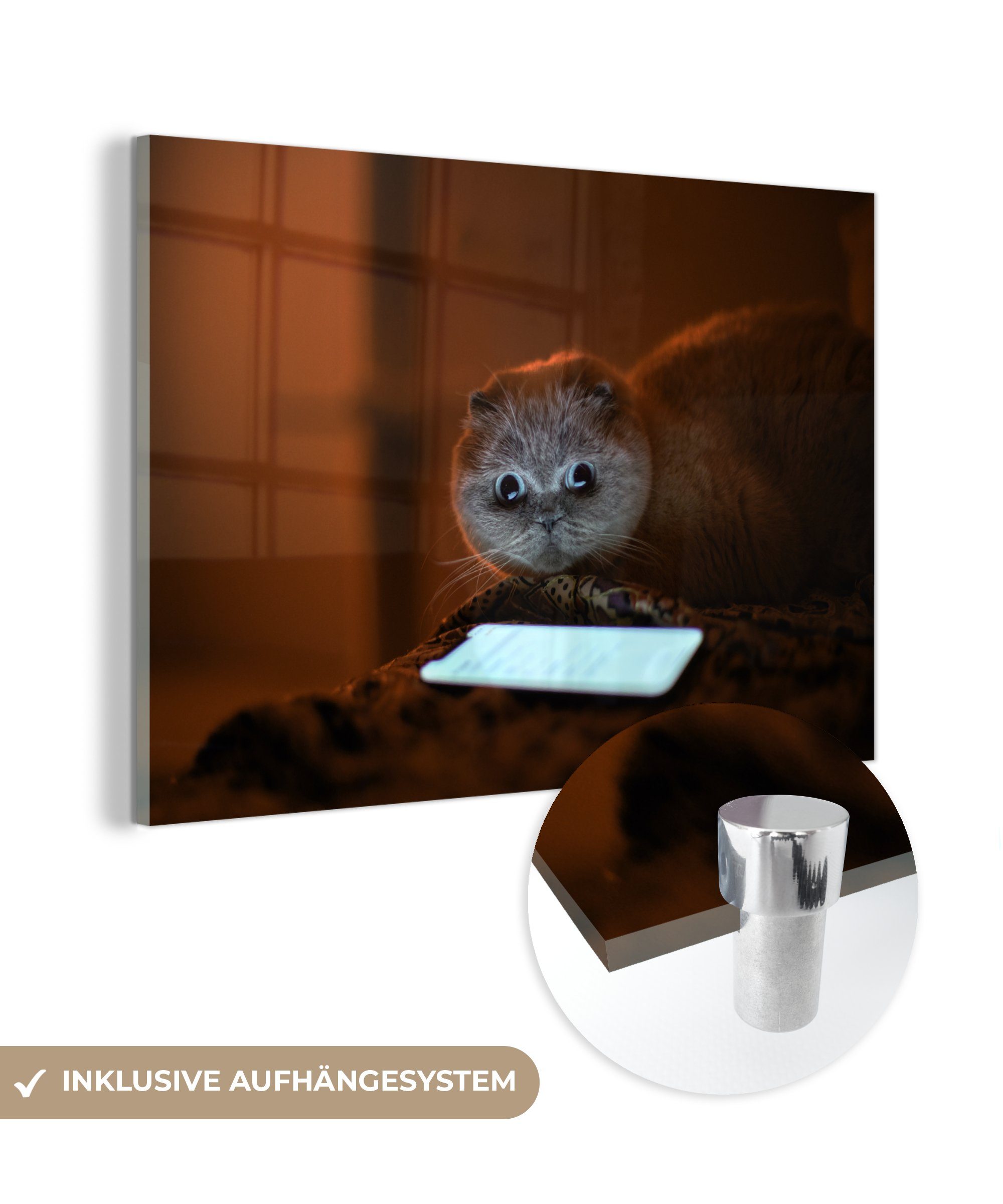 MuchoWow Acrylglasbild Komische Katze schaut auf ein Telefon, (1 St), Acrylglasbilder Wohnzimmer & Schlafzimmer