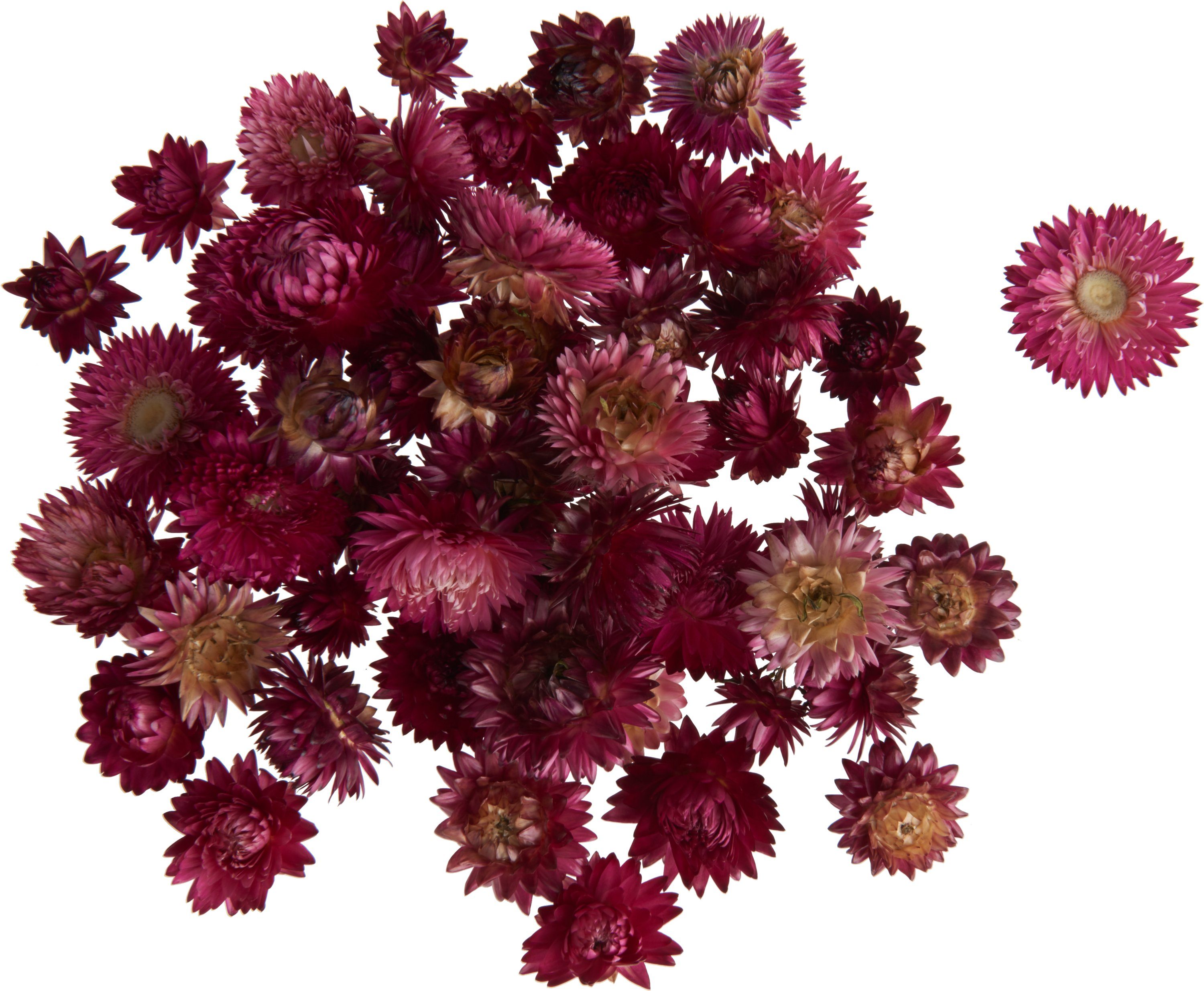 Kunstpflanze Strohblumenköpfe in Box, VBS, 20 - 30 g Rosa
