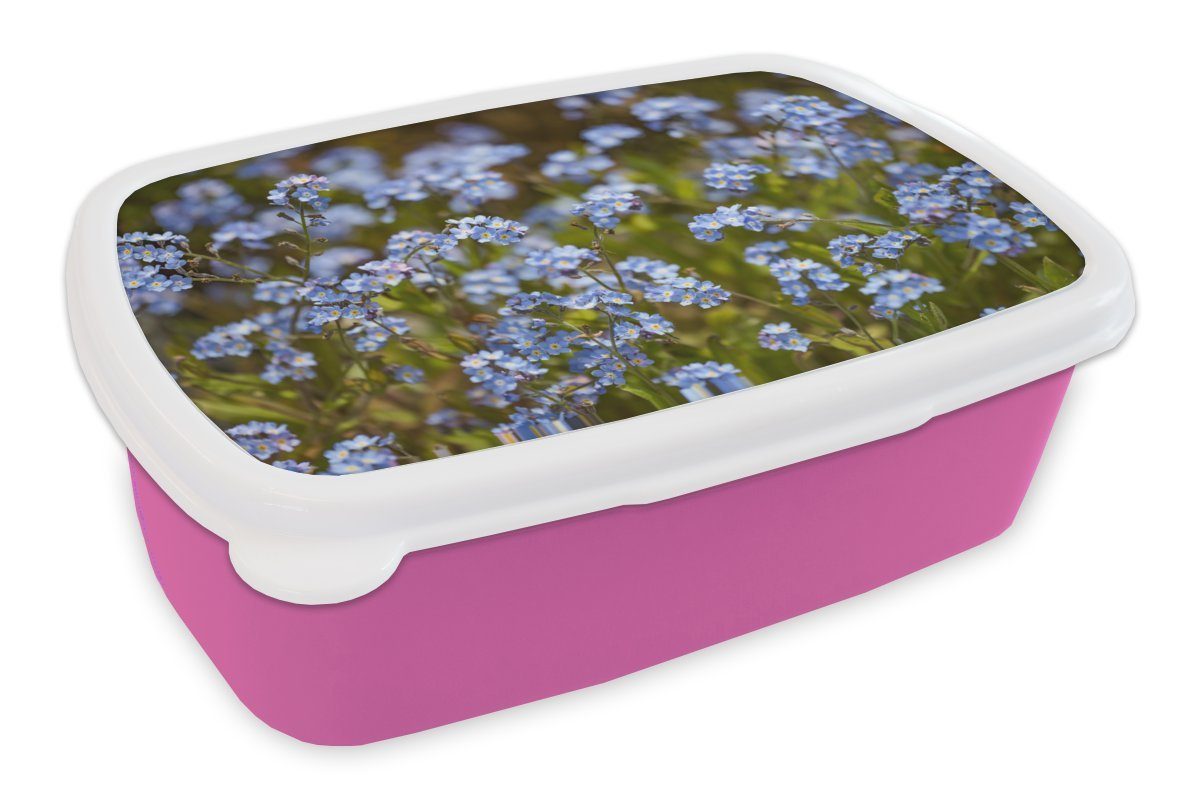 MuchoWow Lunchbox Gruppe von blauen Vergissmeinnicht, Kunststoff, (2-tlg), Brotbox für Erwachsene, Brotdose Kinder, Snackbox, Mädchen, Kunststoff rosa