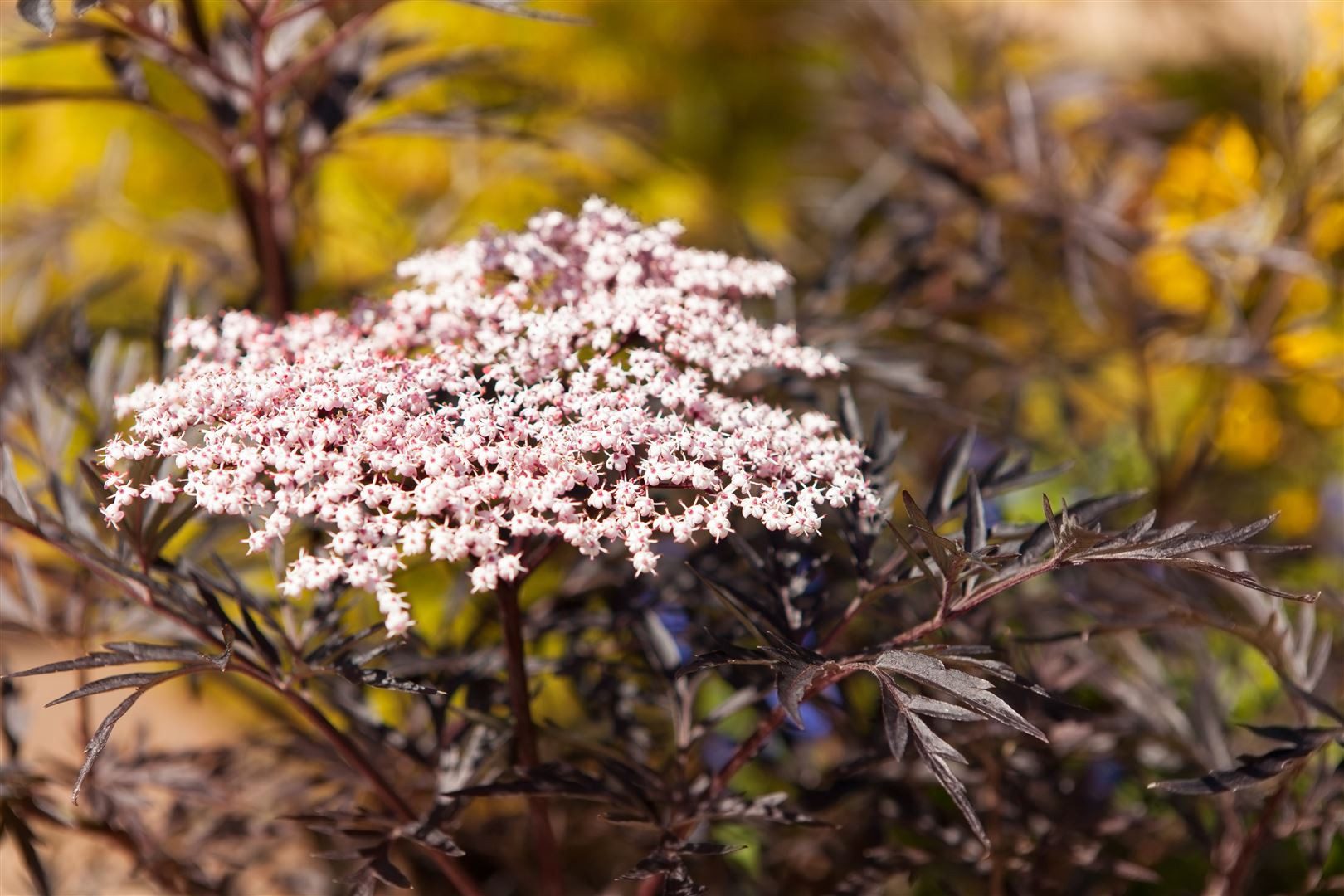 Pflanzen für Dich Gehölze Sambucus nigra Black Lace, 1 St., Schwarzer Holunder, Holunder, Fliederbeere