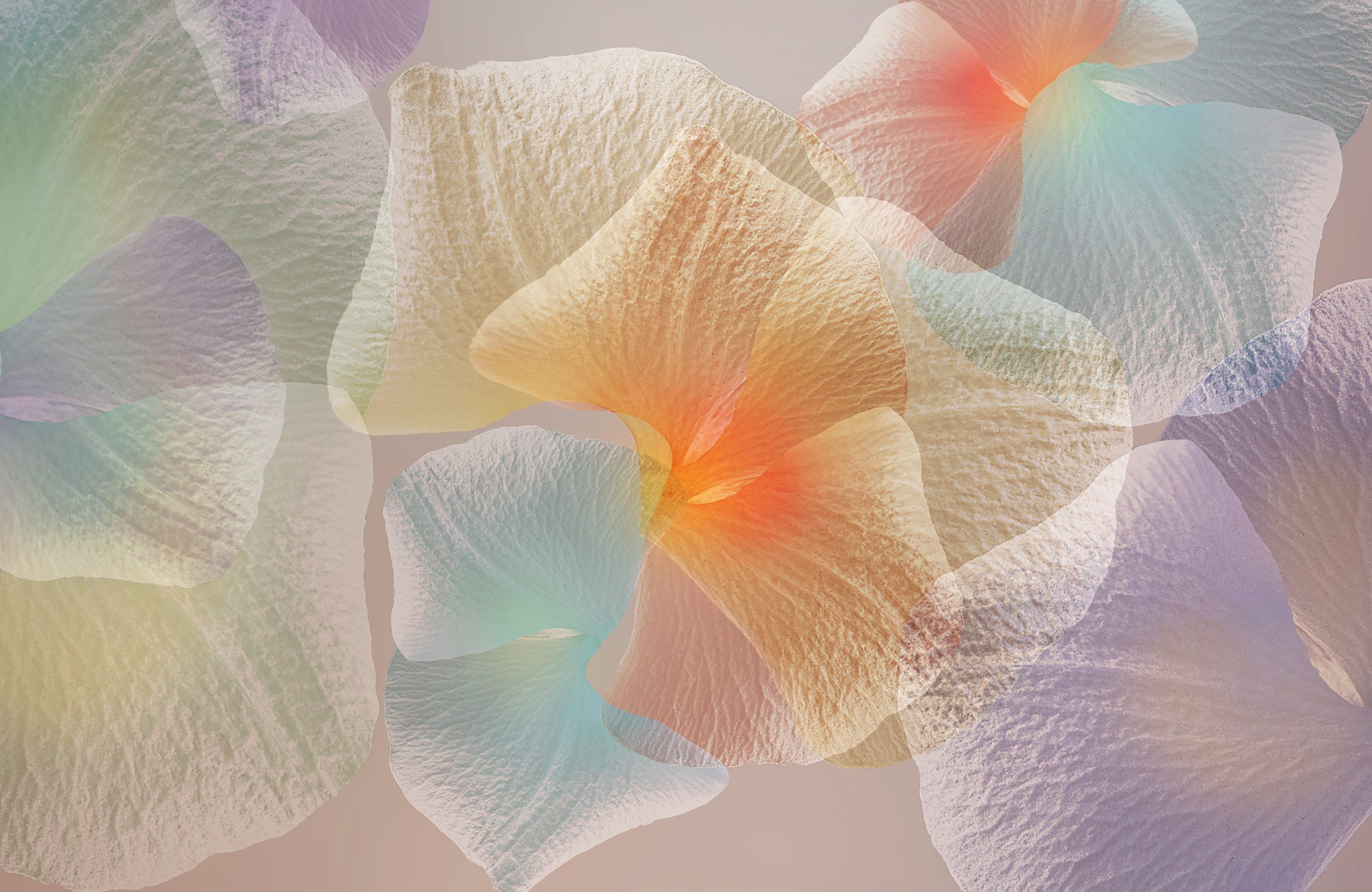 Papermoon Fototapete VLIES-Tapete Premium Blume Abstrakt Makro Lila Weiß Orange Blüte, Kleister KOSTENLOS, reduziert, 3D-Effekt, restlos trocken abziehbar, (komplett Set inkl. Tapetenkleister, 8158), Wandtapete Bild Dekoration Wand-Dekor Motiv Tapete Poster