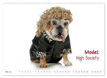 CALVENDO Wandkalender English Bulldog XXL Models (Premium, hochwertiger DIN A2 Wandkalender 2023, Kunstdruck in Hochglanz)