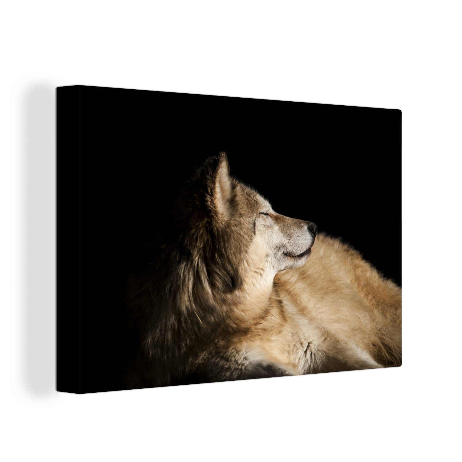 OneMillionCanvasses® Leinwandbild Zufriedener Polarwolf, (1 St), Wandbild Leinwandbilder, Aufhängefertig, Wanddeko, 30x20 cm