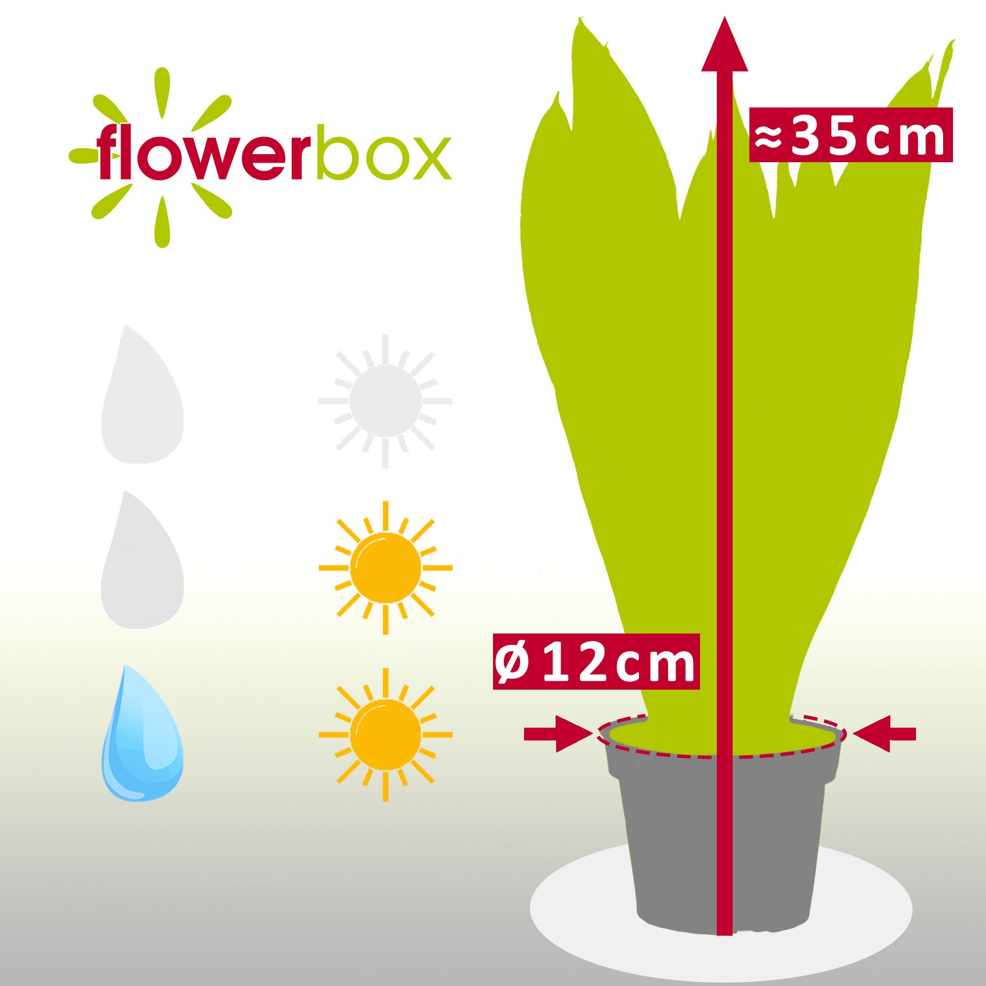 Flowerbox Zimmerpflanze Bogenhanf - Sansevieria trifasciata Black Coral, 2er-Set, pflegeleicht - Höhe ca. 35 cm, Topf-Ø 12 cm