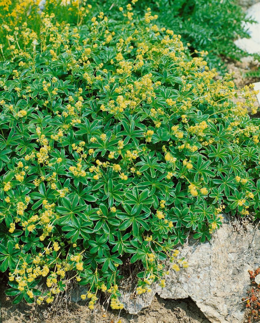 Pflanzen für Dich Staude Alchemilla alpina, 1 St., Alpen-Frauenmantel