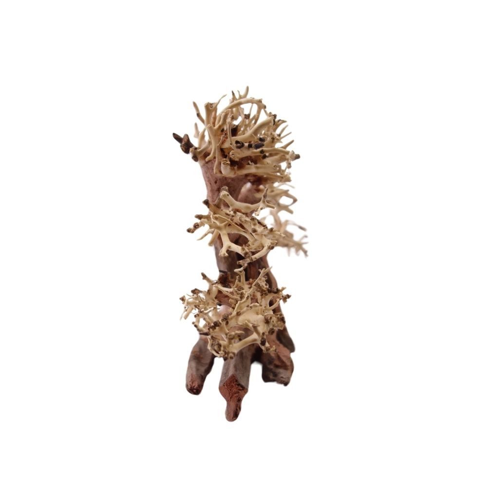 Thumbnail - Aquaone Aquarium M Bonsai Baum Nr.1026 Wurzel Holz Aquarium Deko Aquascaping