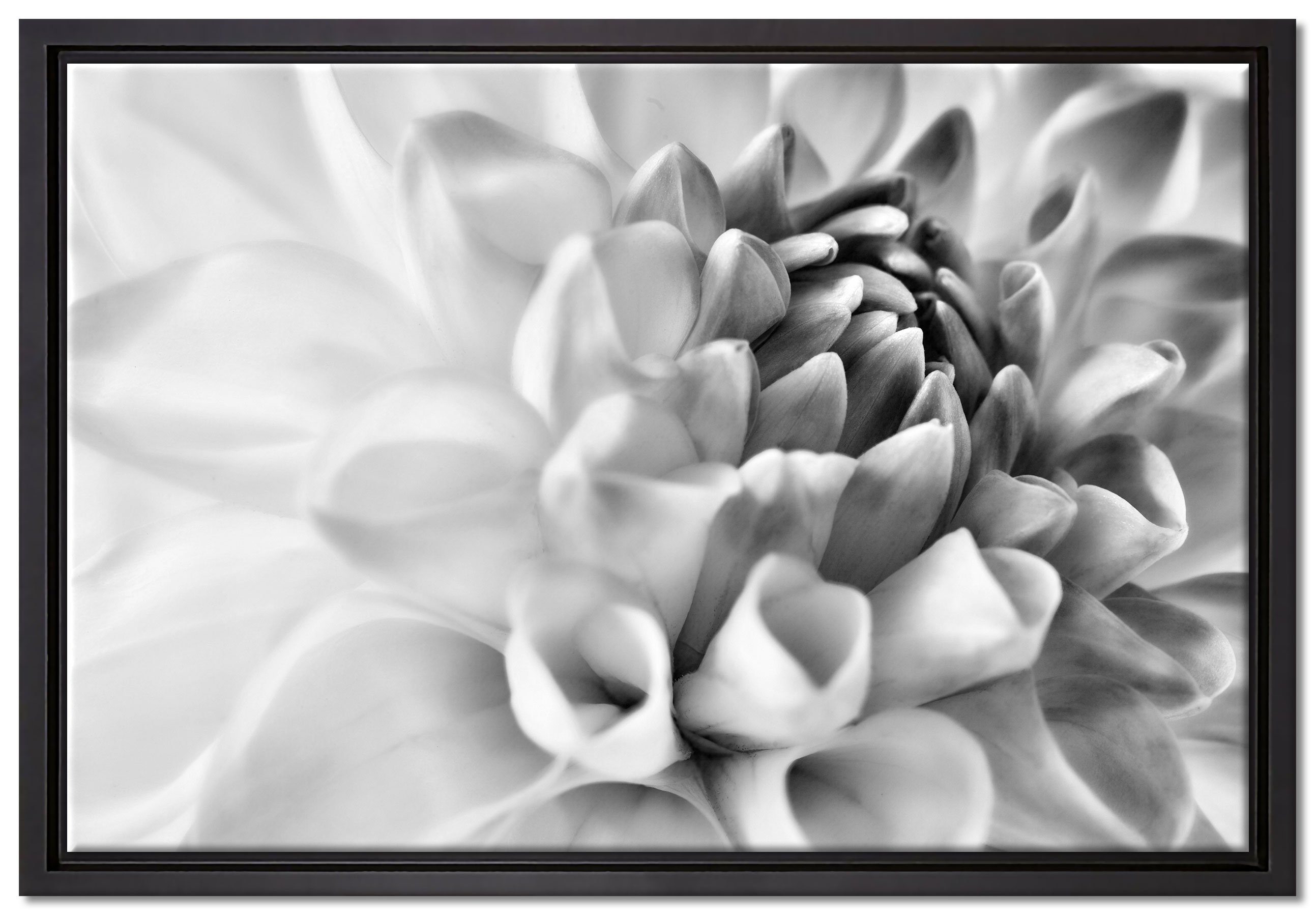 Pixxprint Leinwandbild Traumhafte lila weiße Blüte, Wanddekoration (1 St), Leinwandbild fertig bespannt, in einem Schattenfugen-Bilderrahmen gefasst, inkl. Zackenaufhänger