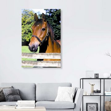Posterlounge Acrylglasbild Greg Cuddiford, Pferd auf der Koppel, Mädchenzimmer Kindermotive