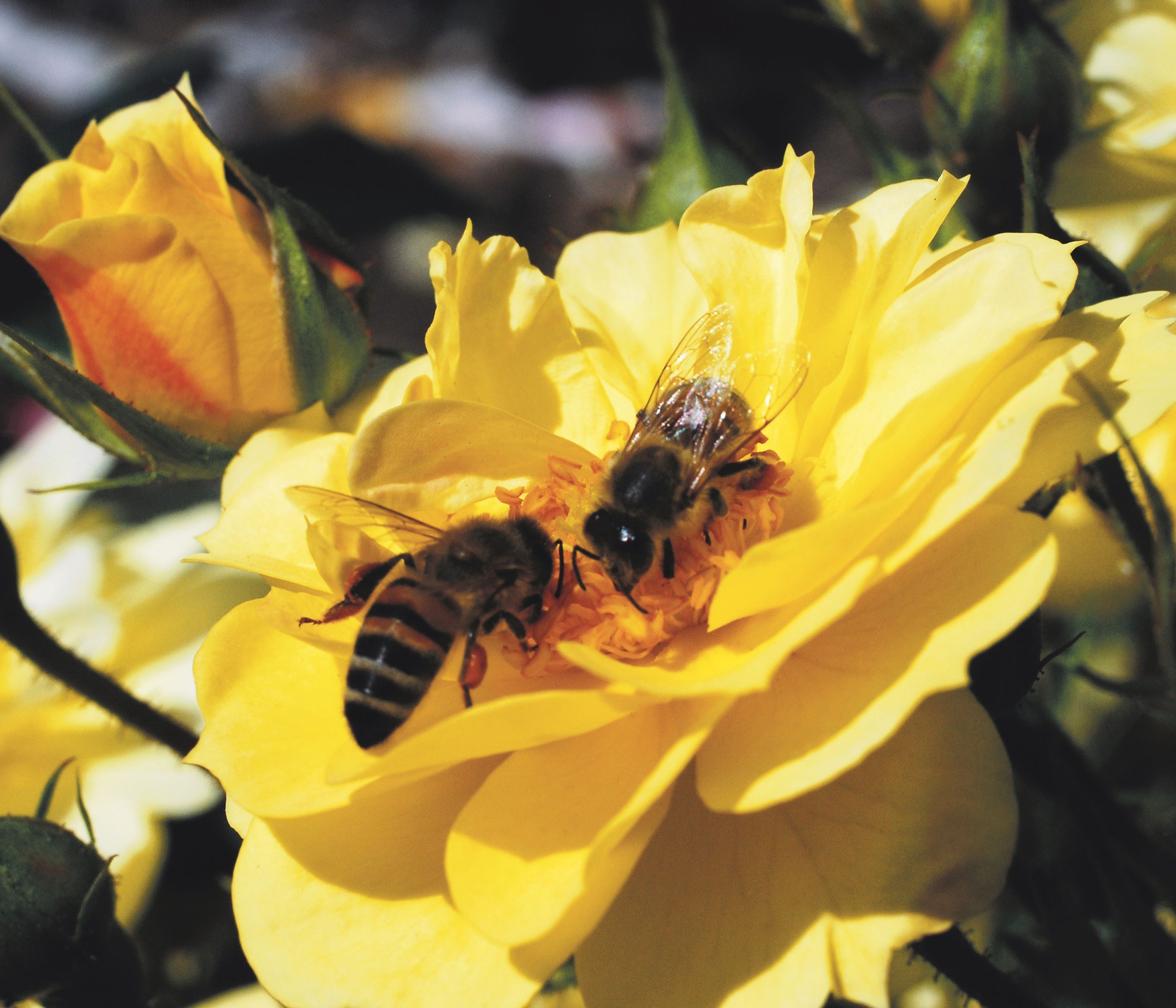 Dehner Rose Beetrose Bienenweide®, 20-30 cm, 4 l Topf, mit zitronengelben halbgefüllten Schalenblüten, Züchter Tantau
