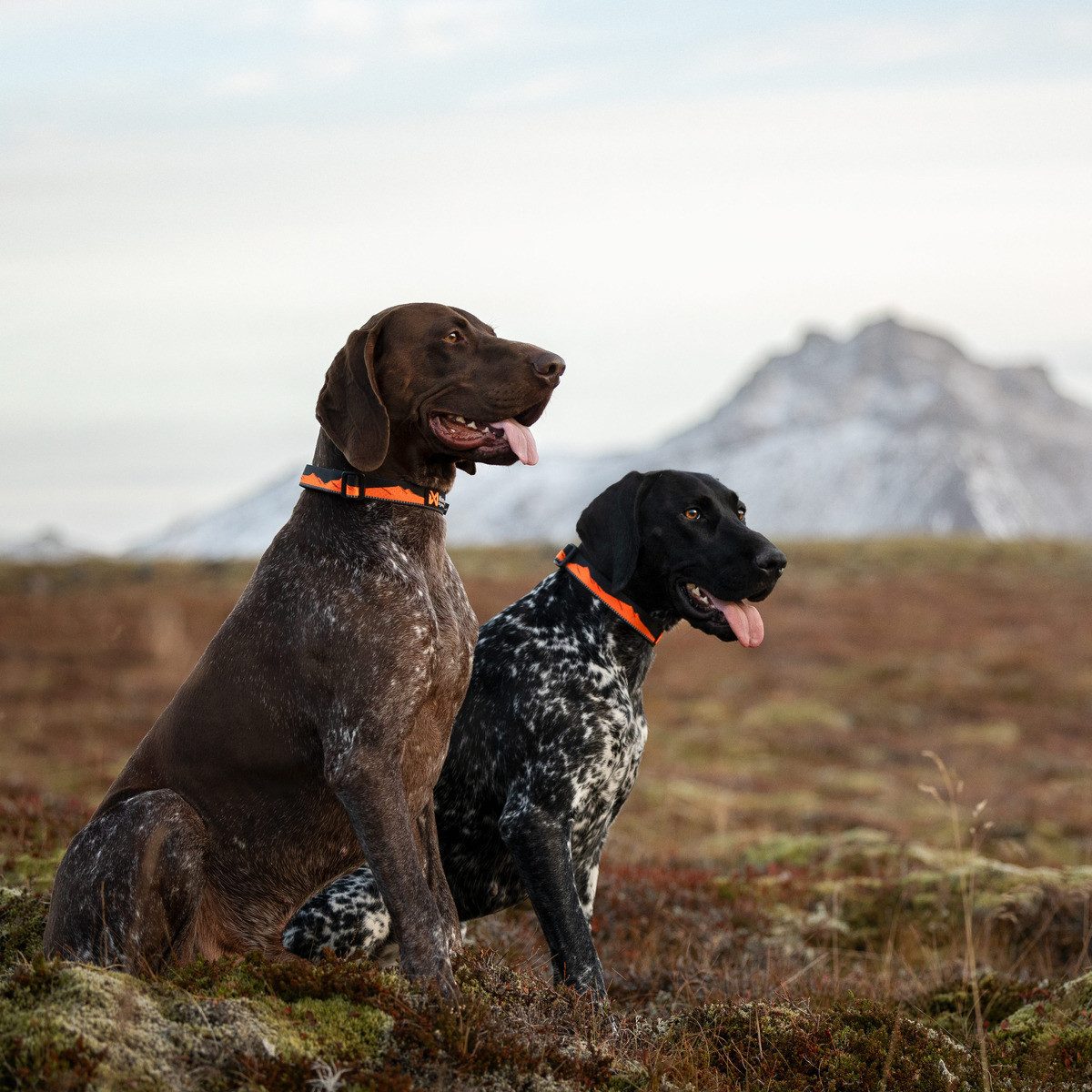 Non-stop dogwear Hunde-Halsband Halsband Trail Quest Collar Sunset