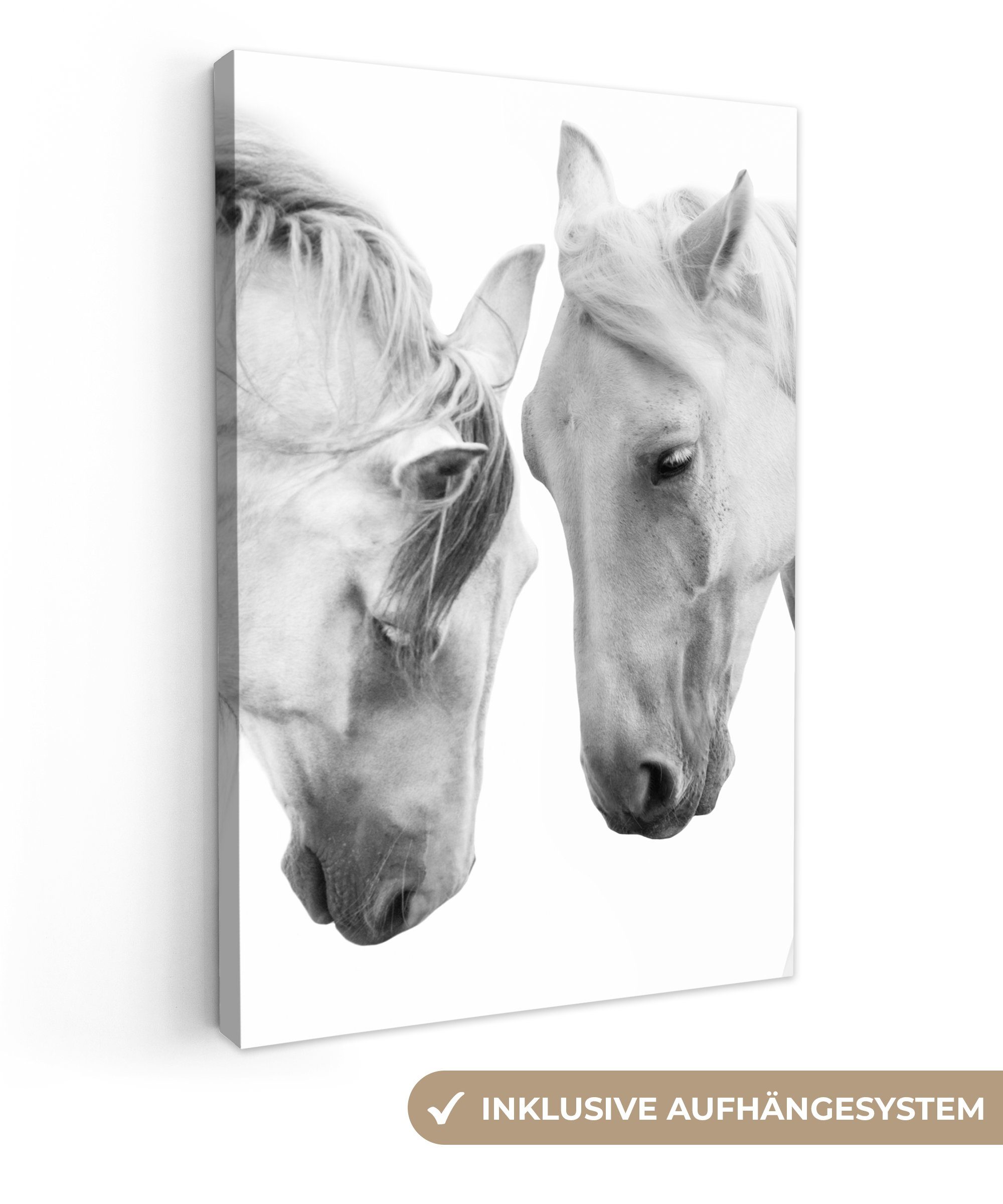 OneMillionCanvasses® Leinwandbild Pferd - Tiere - Porträt - Weiß, Fotodruck günstig online kaufen