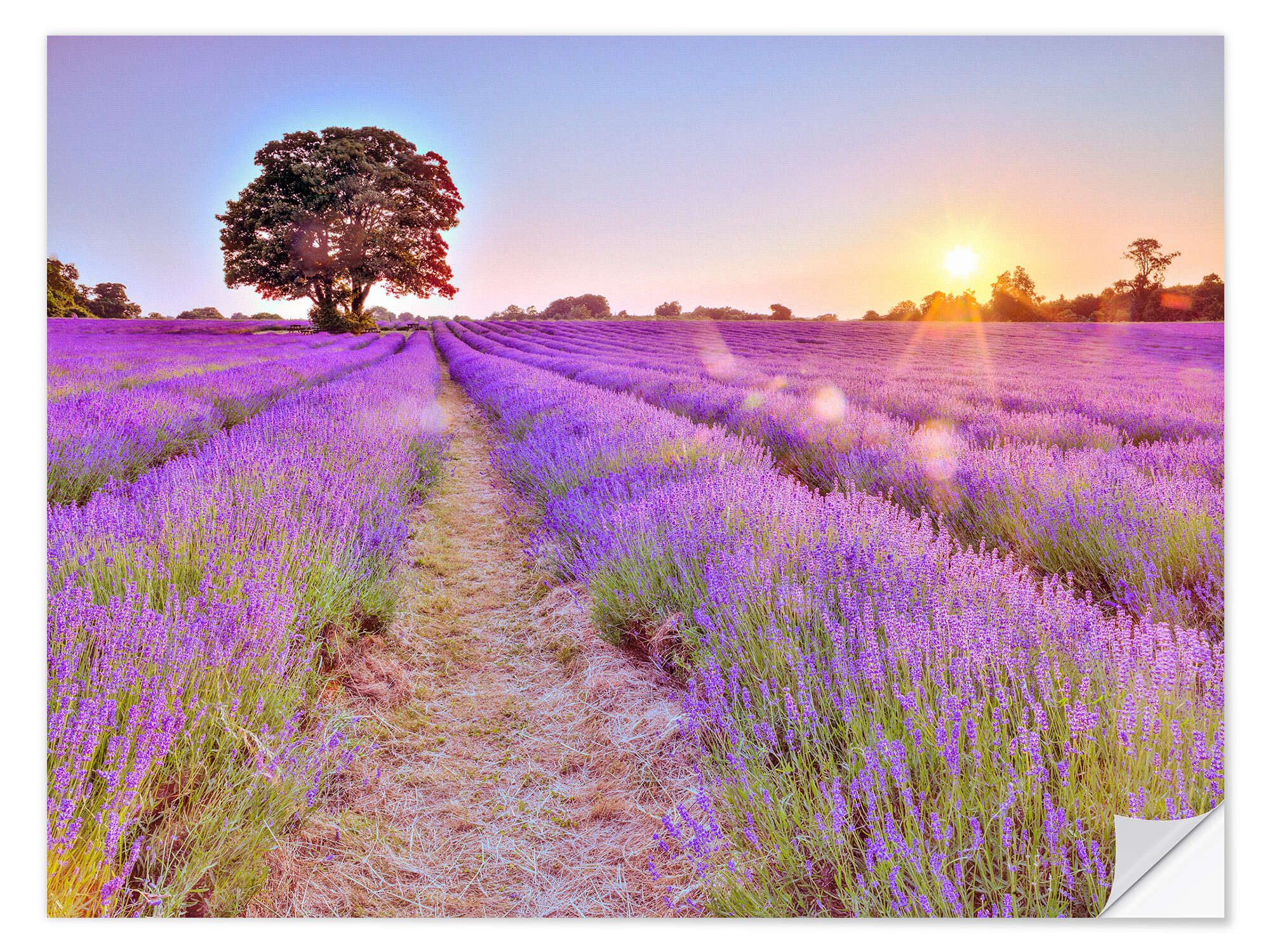 Posterlounge Wandbild Lavendel Sonnenuntergang, Assaf Frank, erhältlich als Poster, Leinwandbild, Wandsticker oder Acrylglasbild
