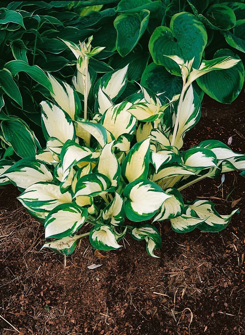 Pflanzen für Dich Staude Hosta tardiana June, 1 St., Funkie