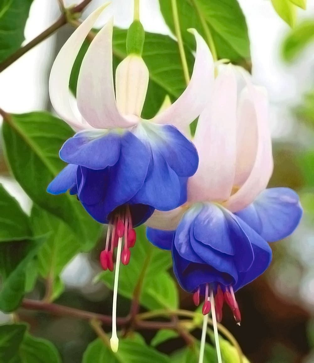 BALDUR Garten Staude Winterharte Fuchsie 'Blue Sarah', 3 St., Freilandfuchsien, winterhart, reichblühend, schattenverträglich