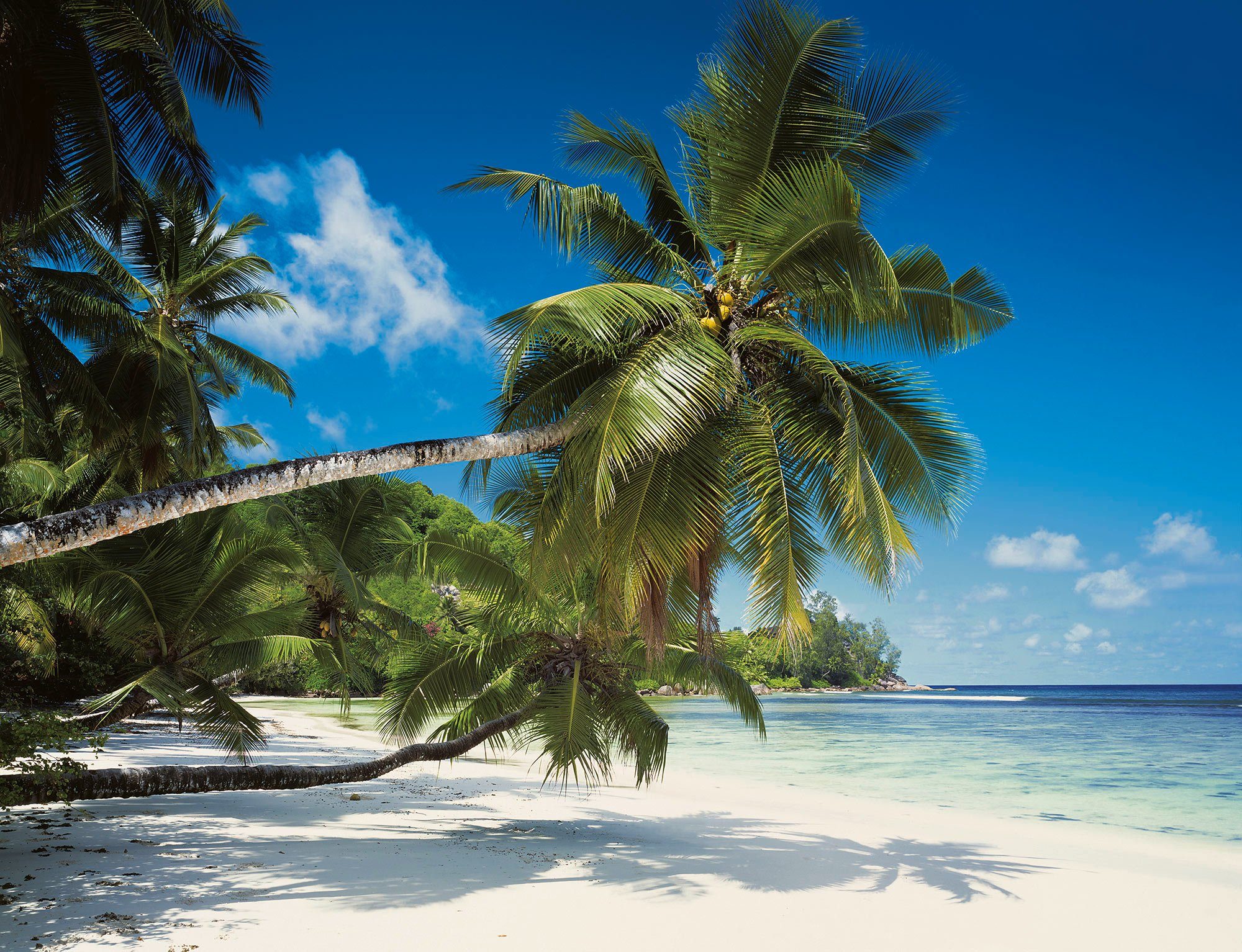 Komar Fototapete Coconut Bay, (1 St), 368x254 cm (Breite x Höhe) | Fototapeten